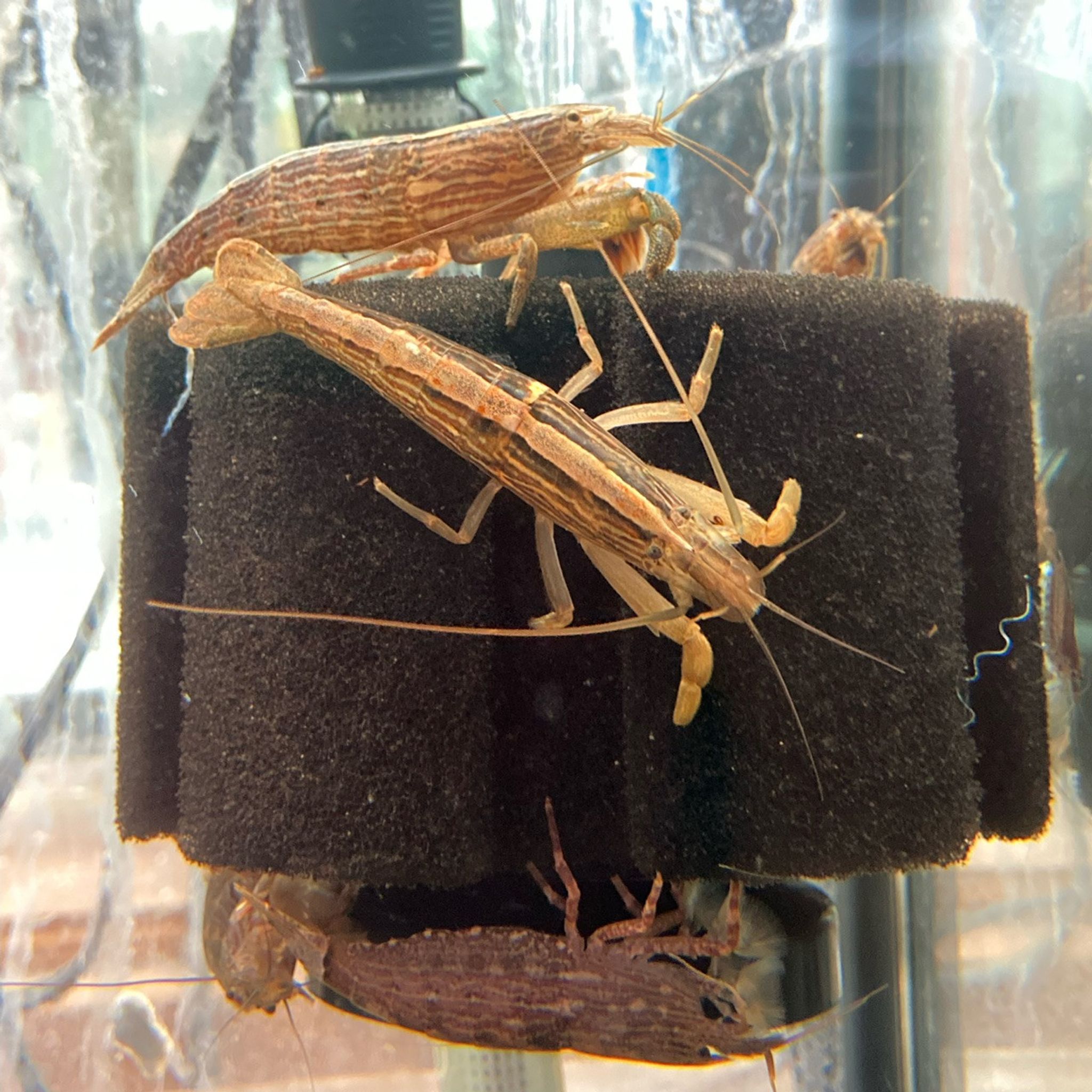 Flower Shrimp