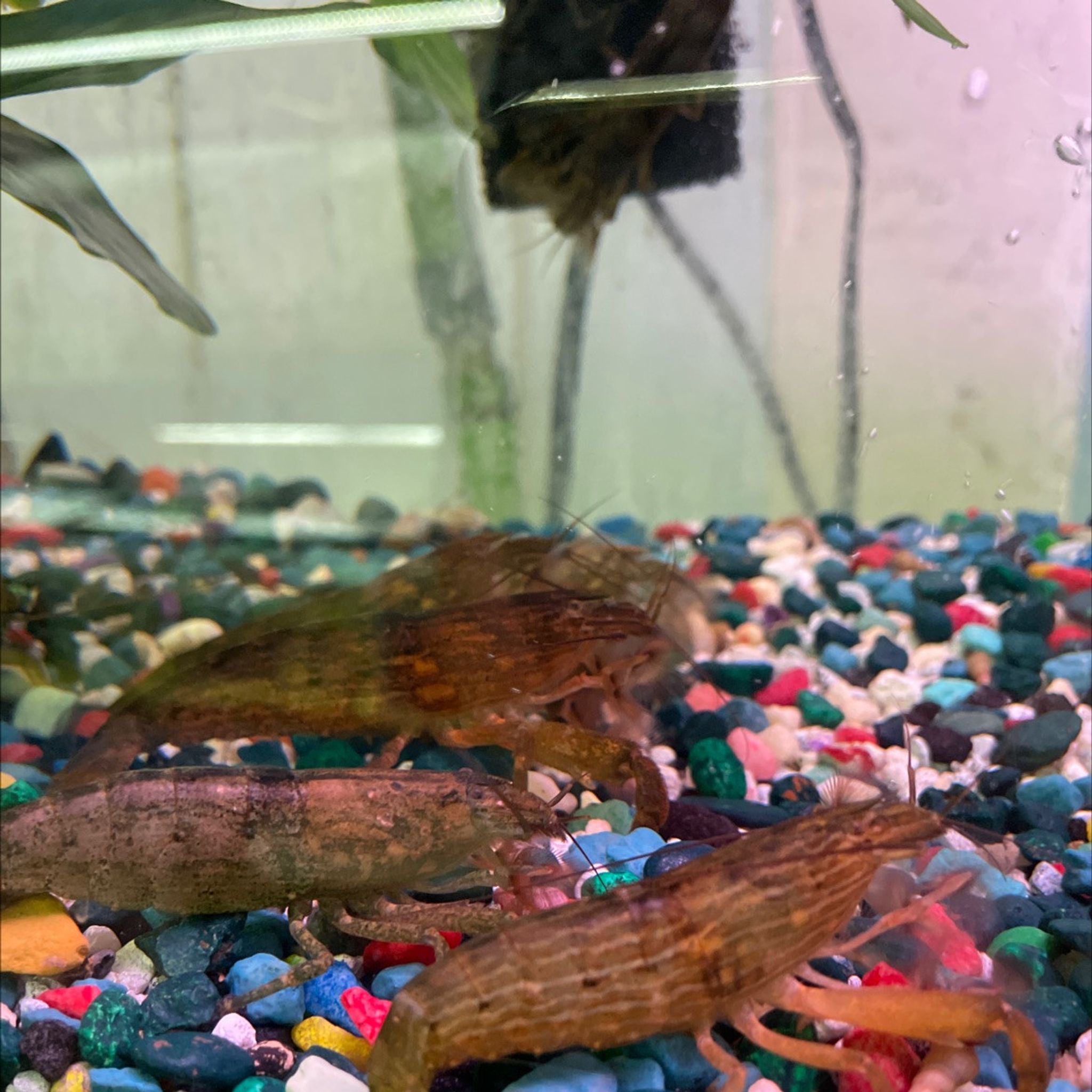 Flower Shrimp