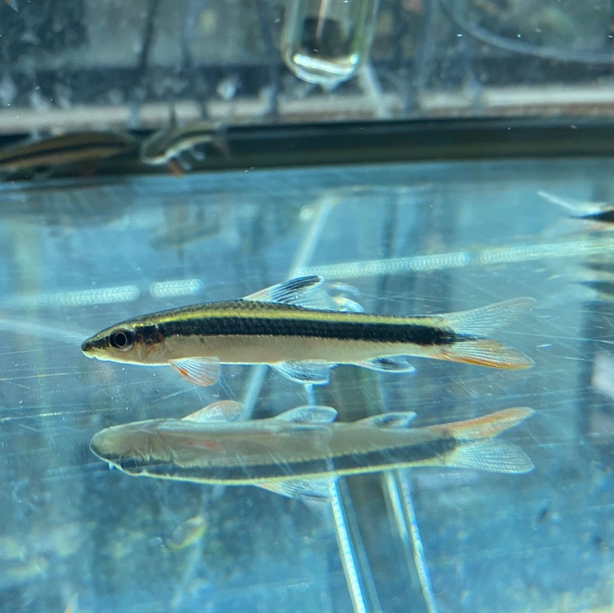 Flying Fox Algae Eater