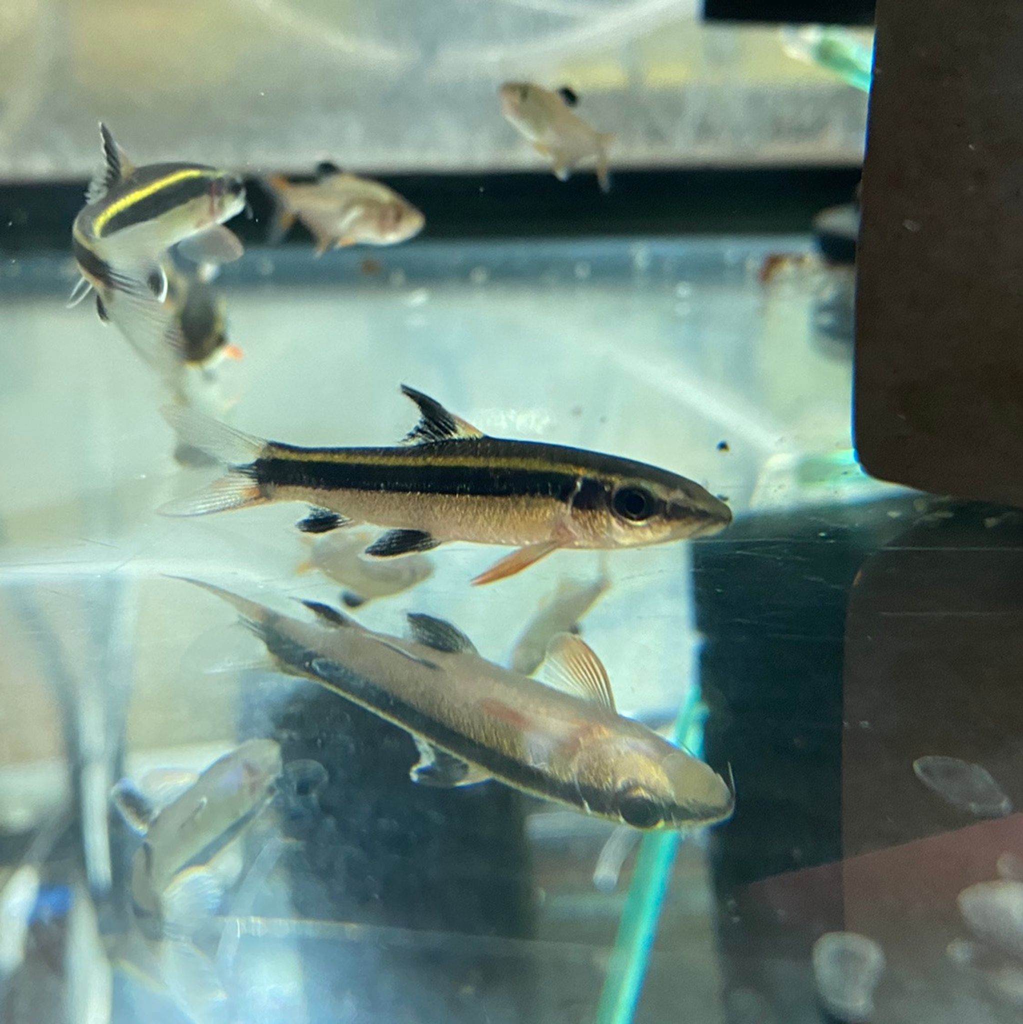 Flying Fox Algae Eater