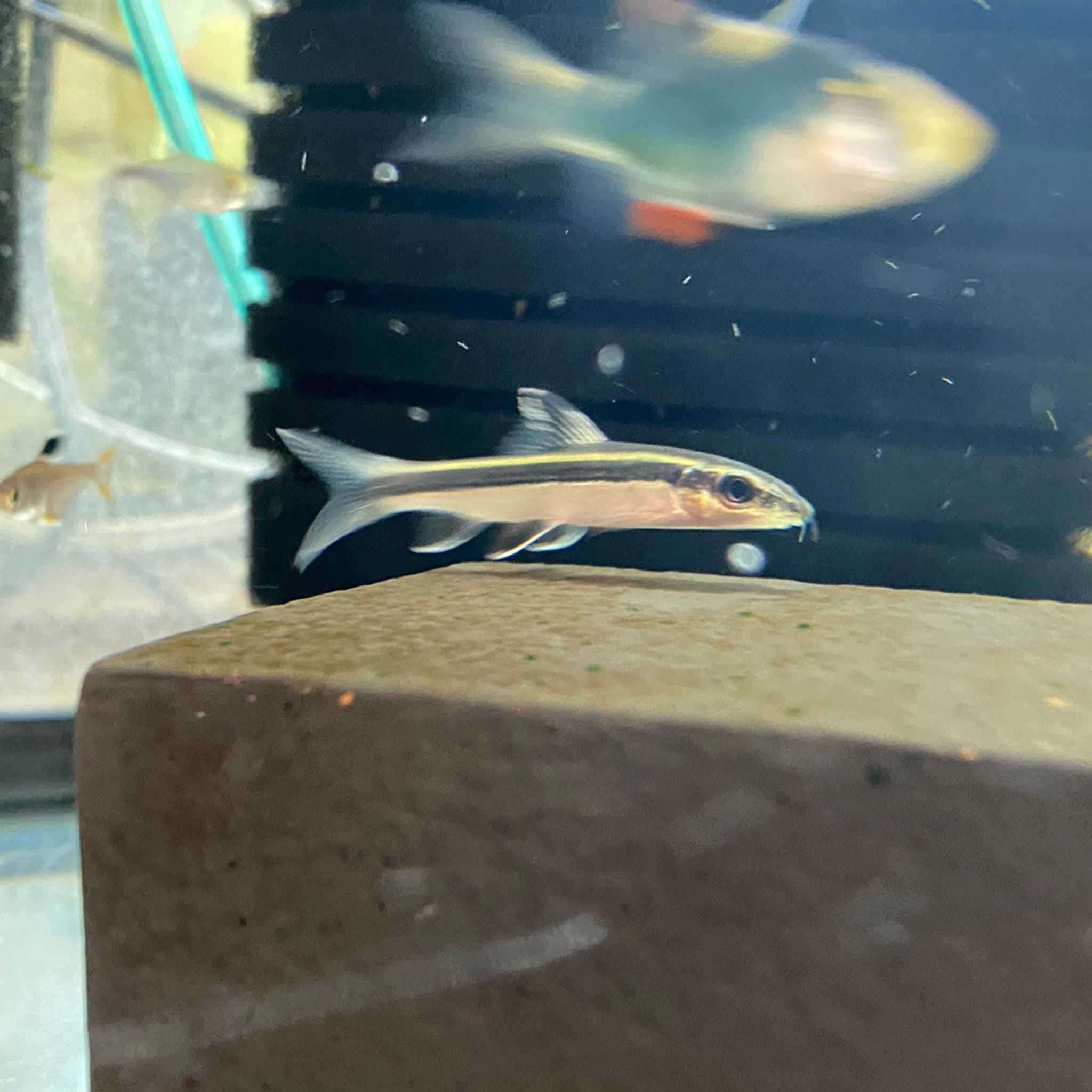 Flying Fox Algae Eater