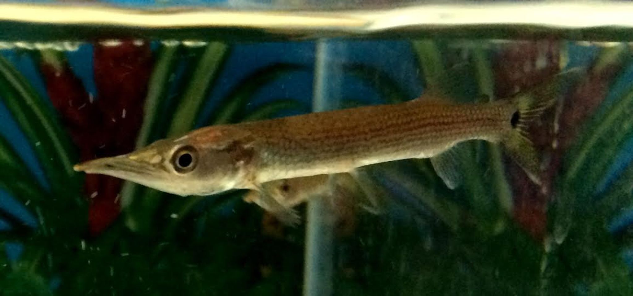 Freshwater Barracuda - Ctenolucius hujeta