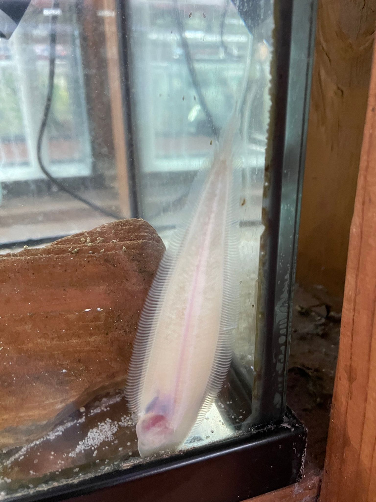 Freshwater Flounder - XL