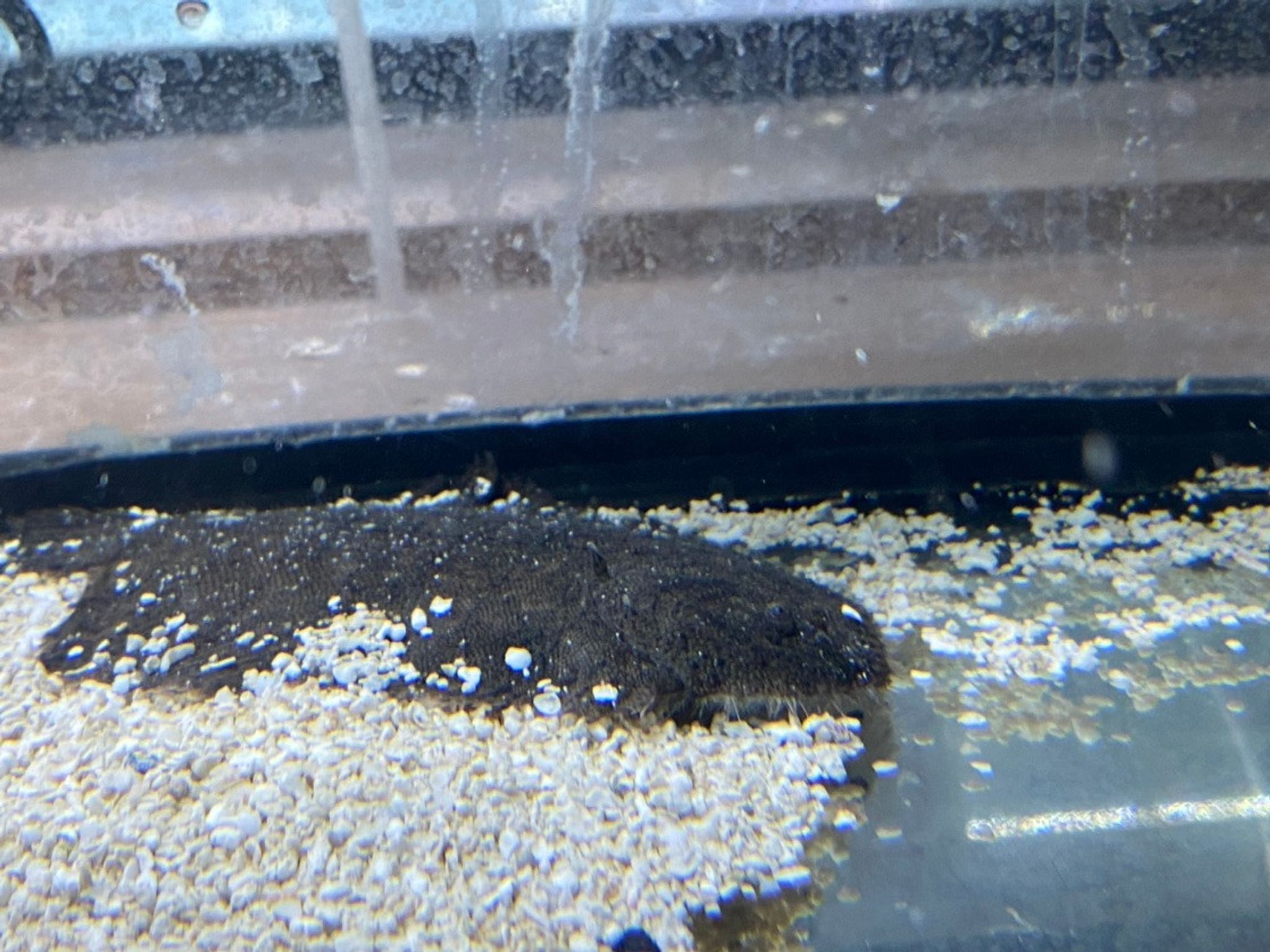 Freshwater Flounder - XL