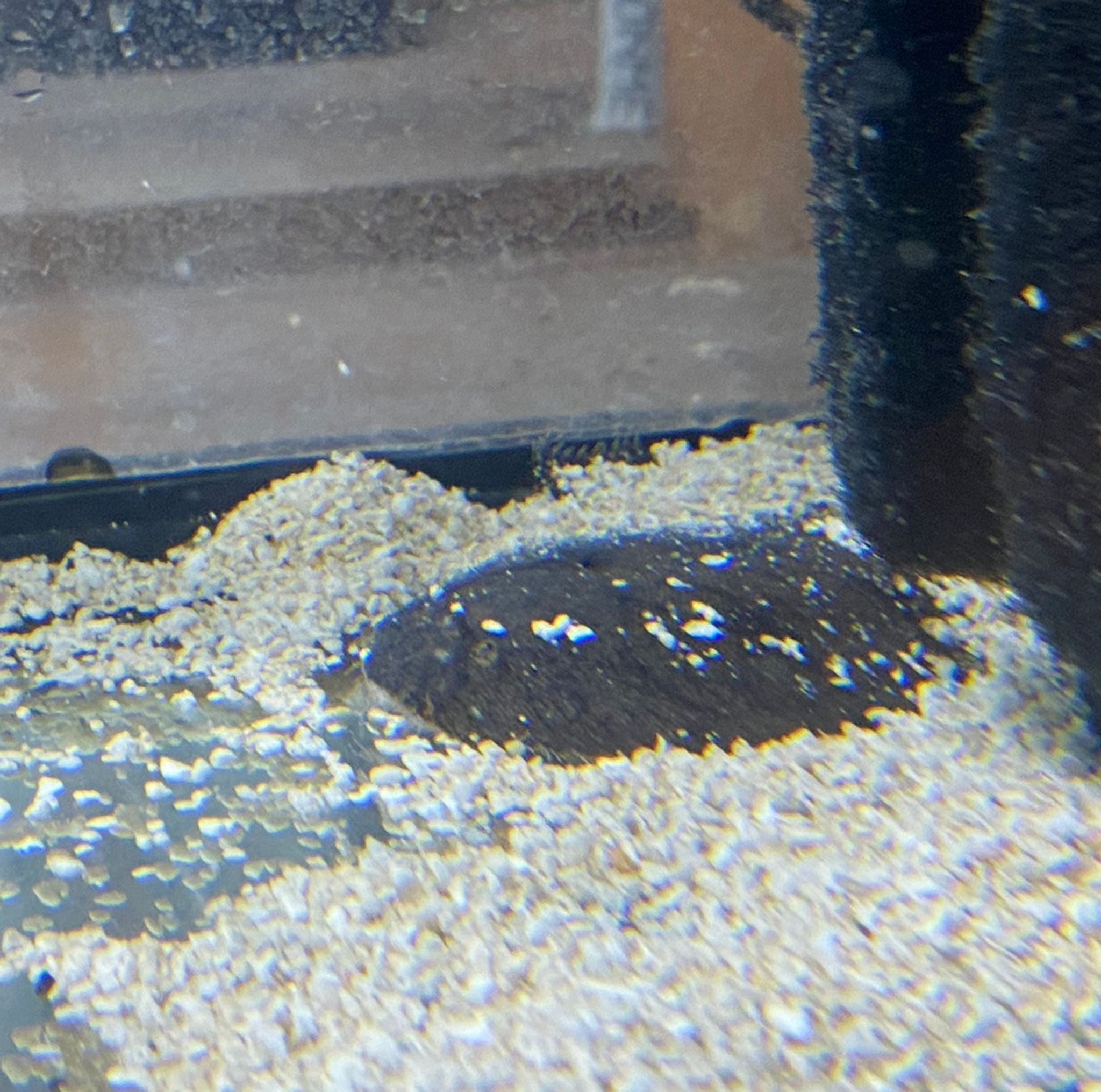 Freshwater Flounder - XL