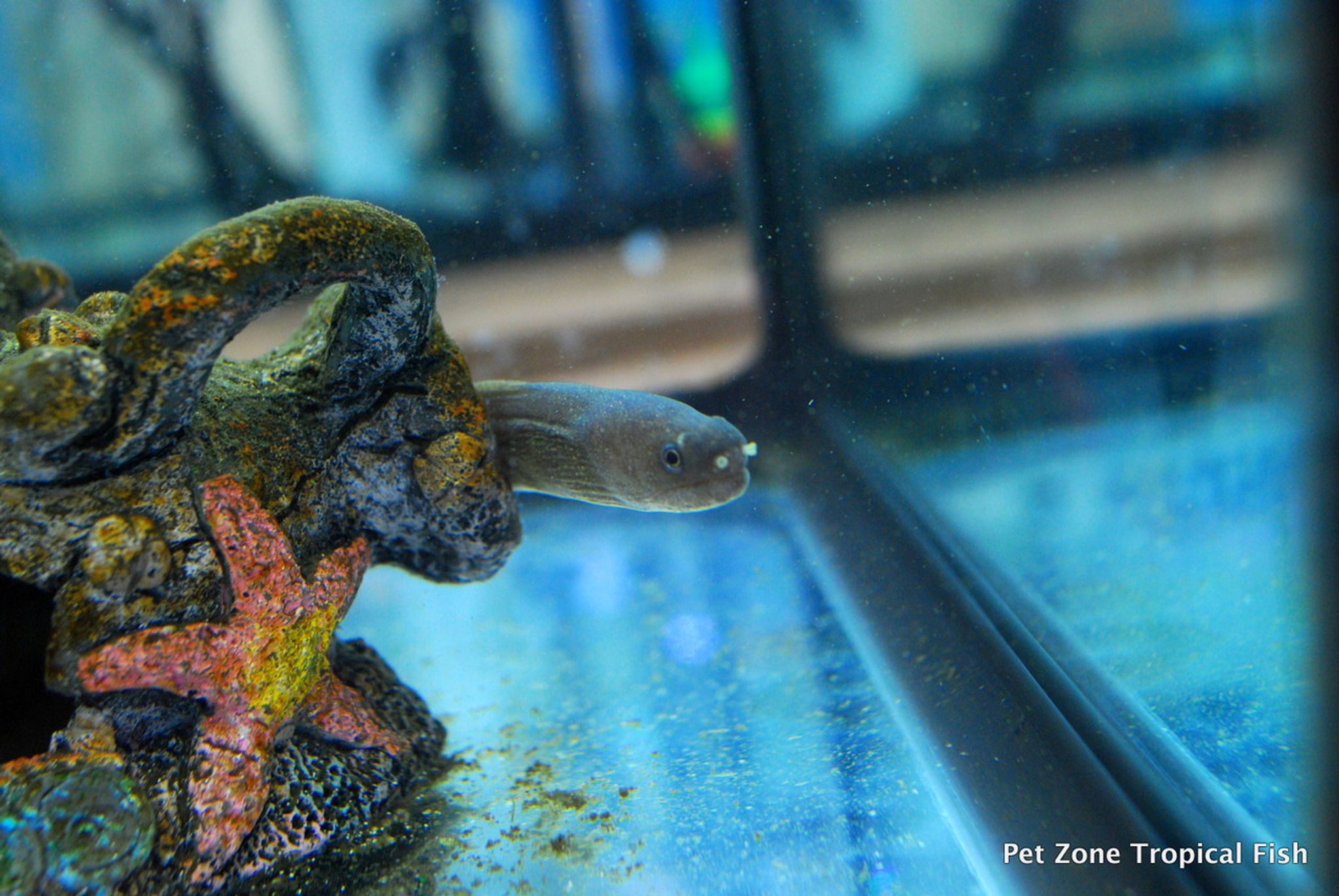 Freshwater Snowflake Moray Eel (Gymnothorax tile)
