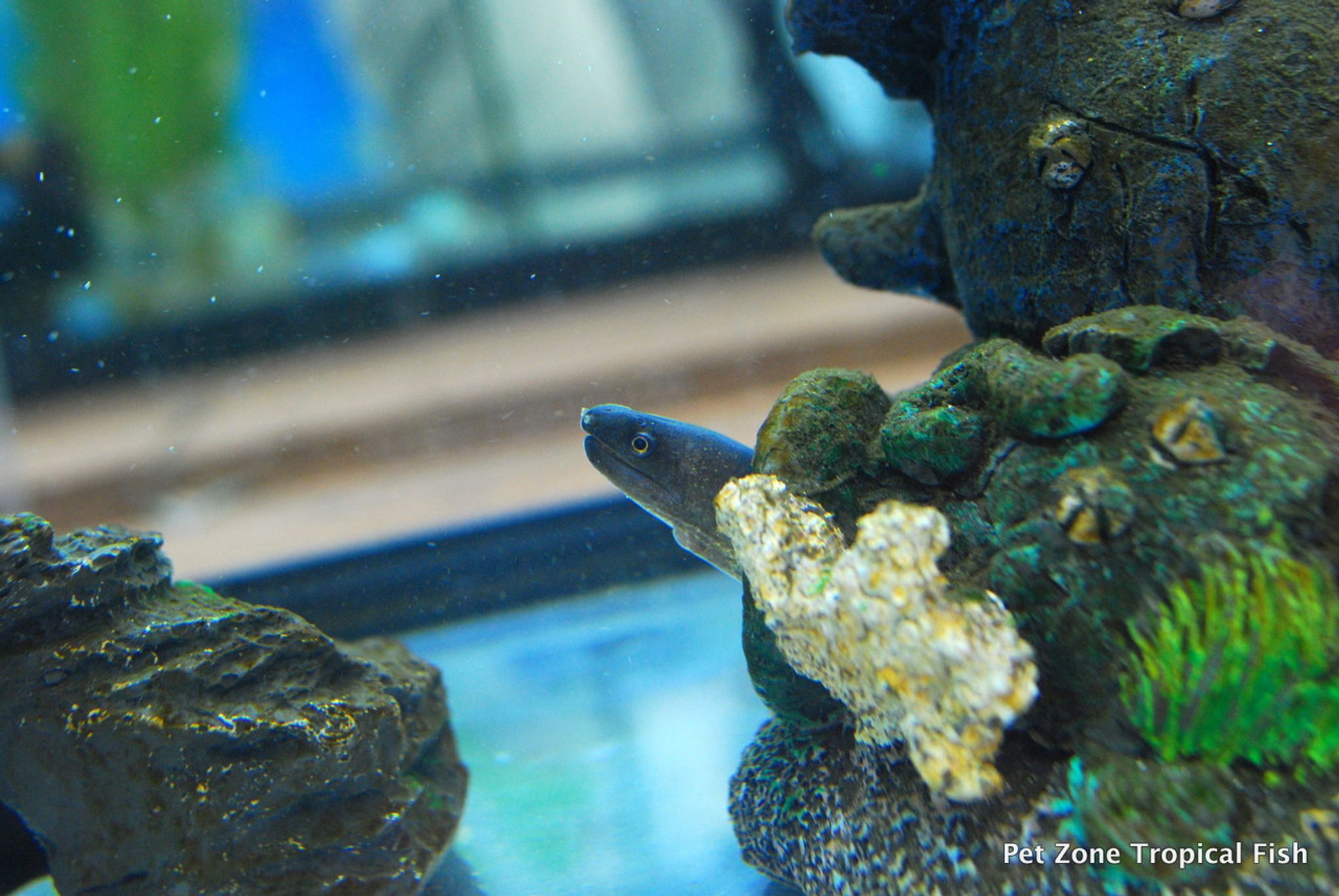 Freshwater Snowflake Moray Eel (Gymnothorax tile)