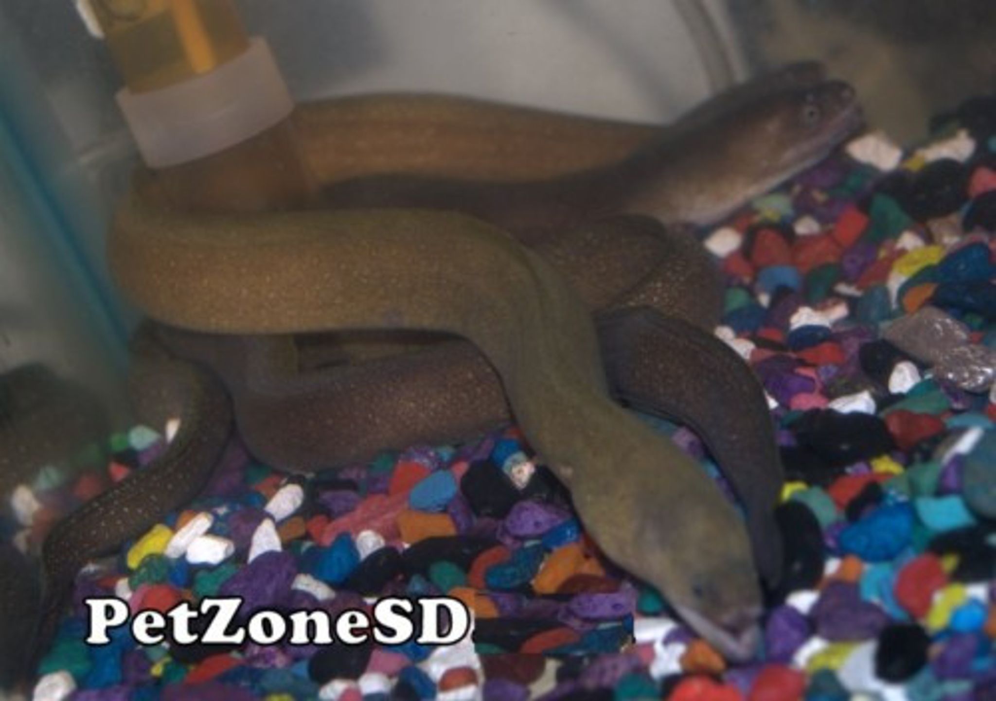 Freshwater Snowflake Moray Eel (Gymnothorax tile)