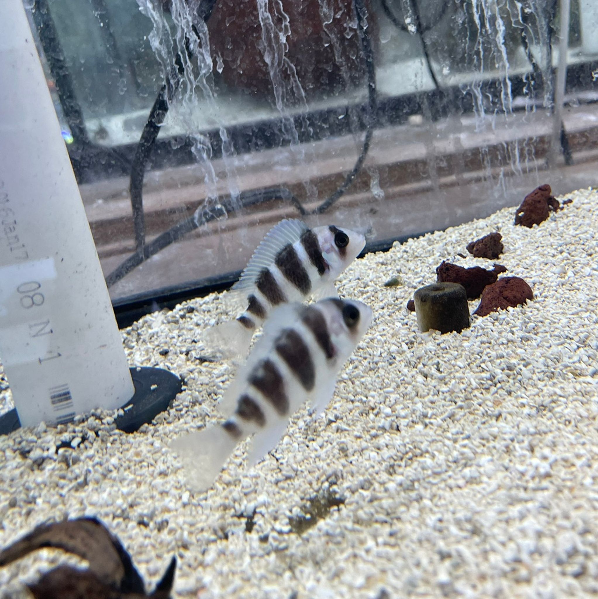 Frontosa Cichlid - Small (Cyphotilapia frontosa)