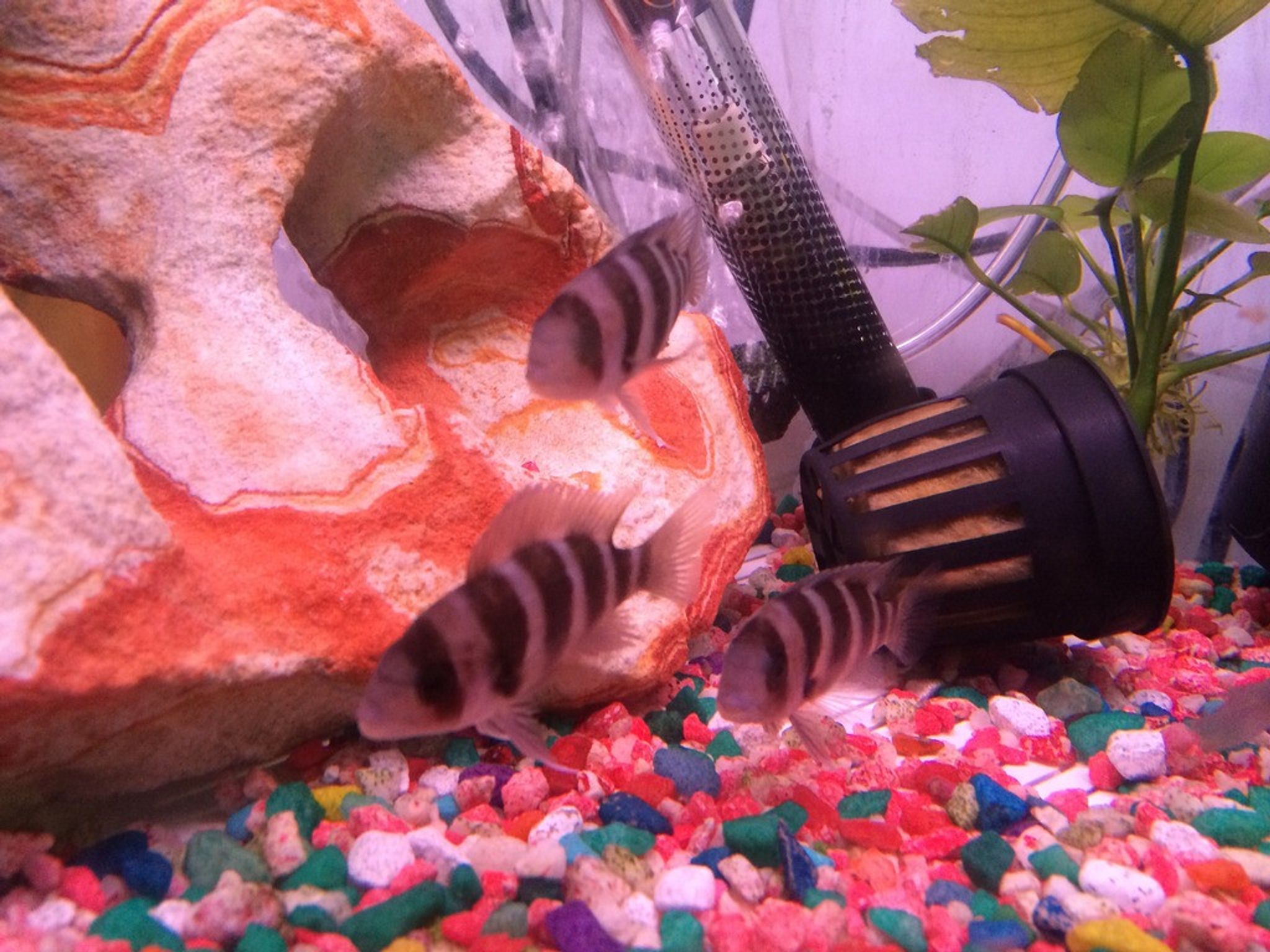 Frontosa Cichlid - Small (Cyphotilapia frontosa)