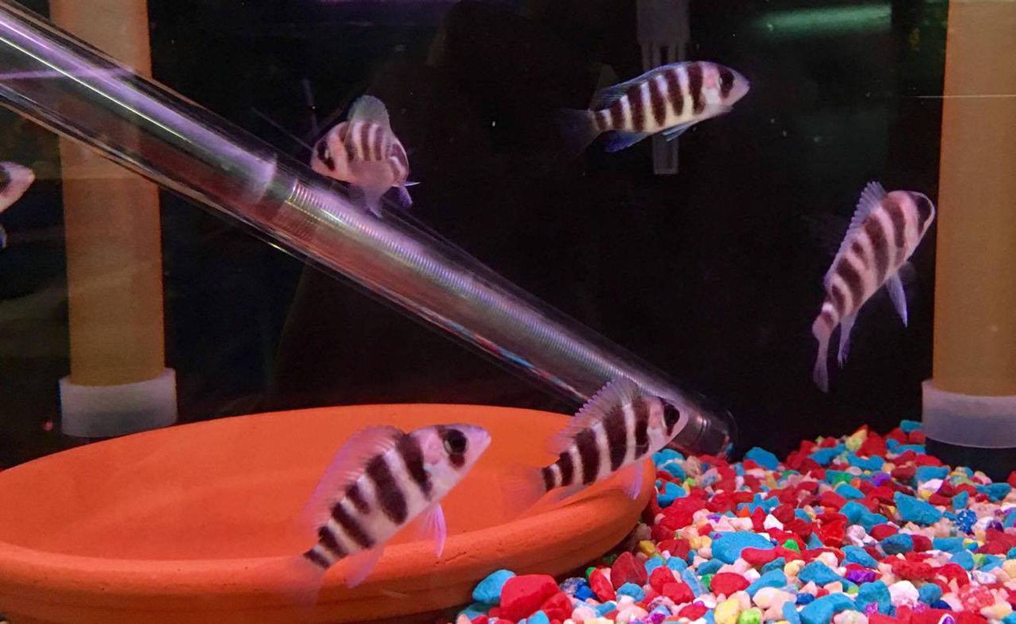 Frontosa Cichlid - Small (Cyphotilapia frontosa)