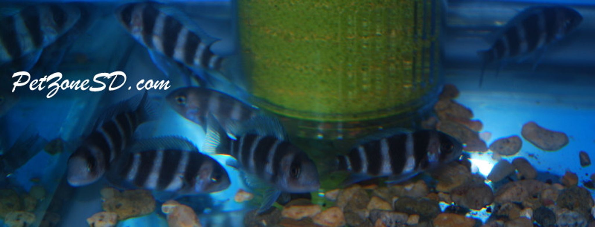 Frontosa Cichlid - Small (Cyphotilapia frontosa)