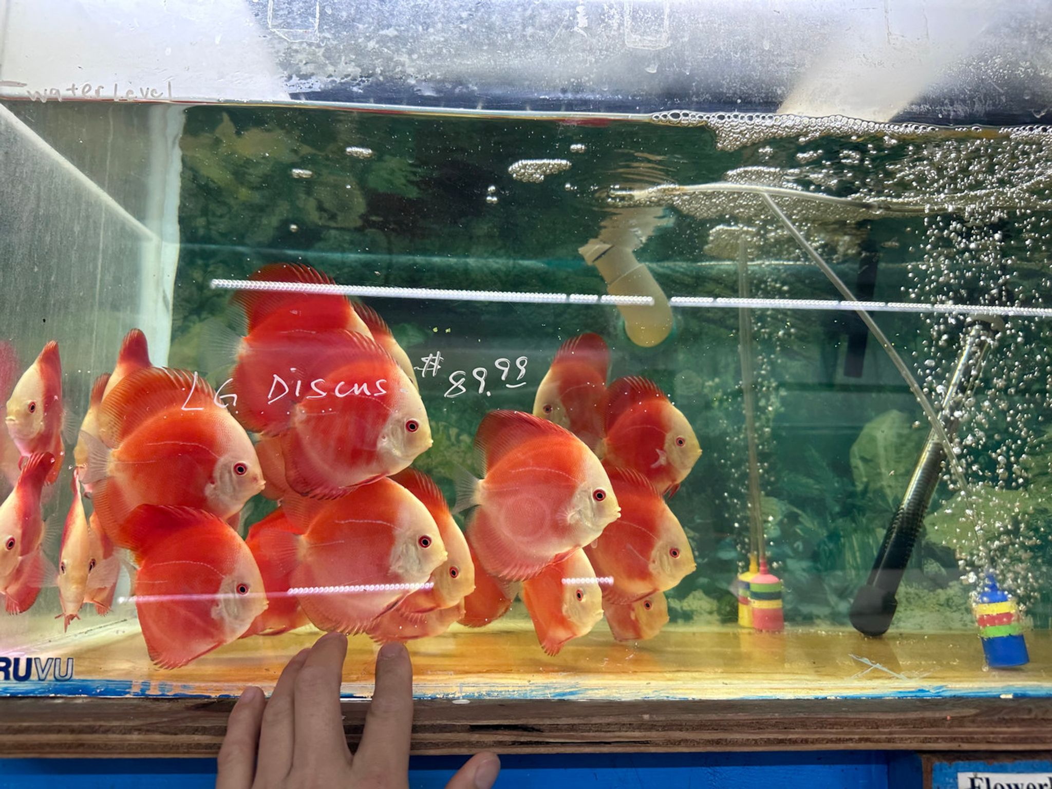 Fuji Apple Discus (Fuji Red Discus) Red Apple