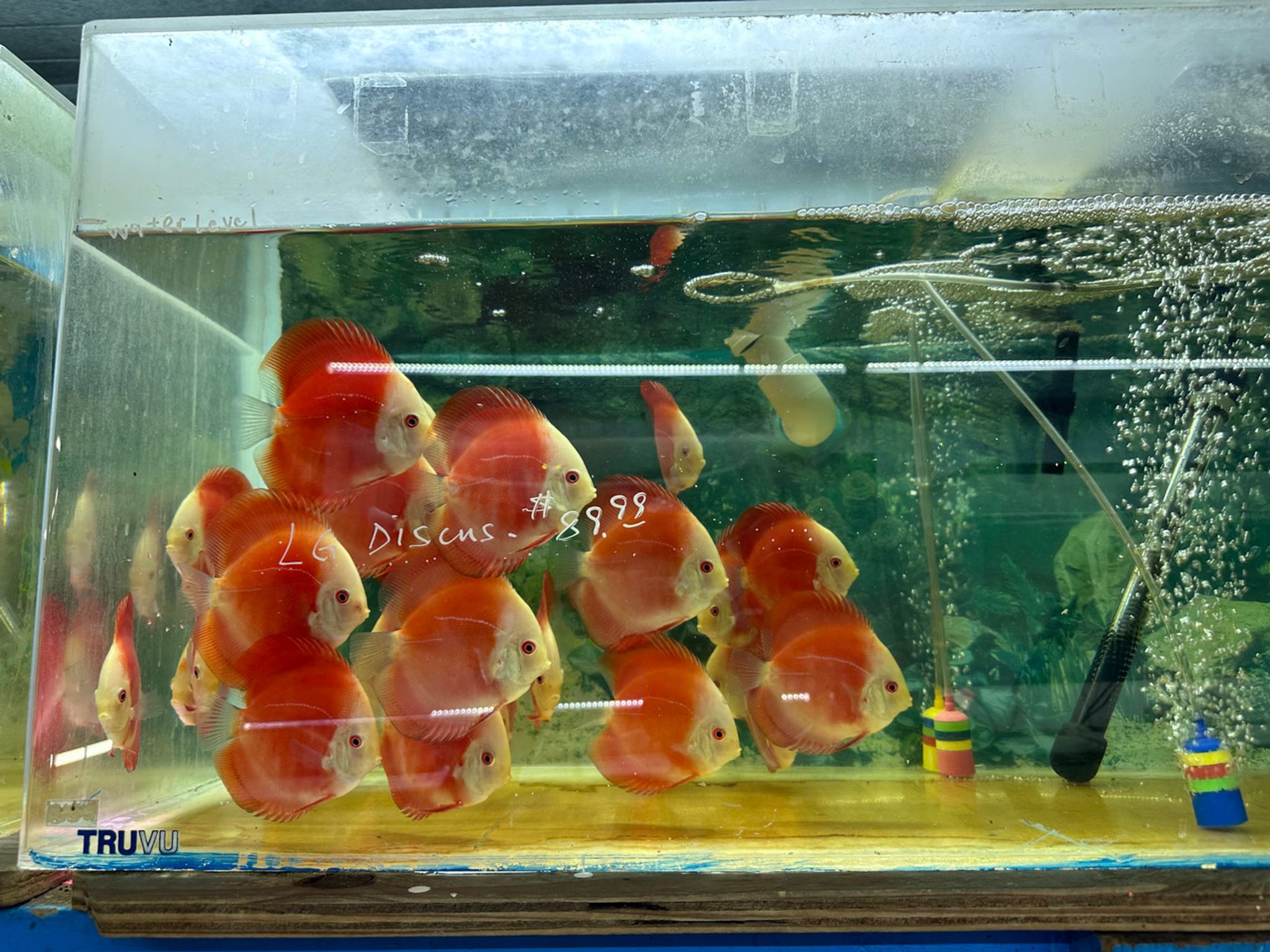 Fuji Apple Discus (Fuji Red Discus) Red Apple
