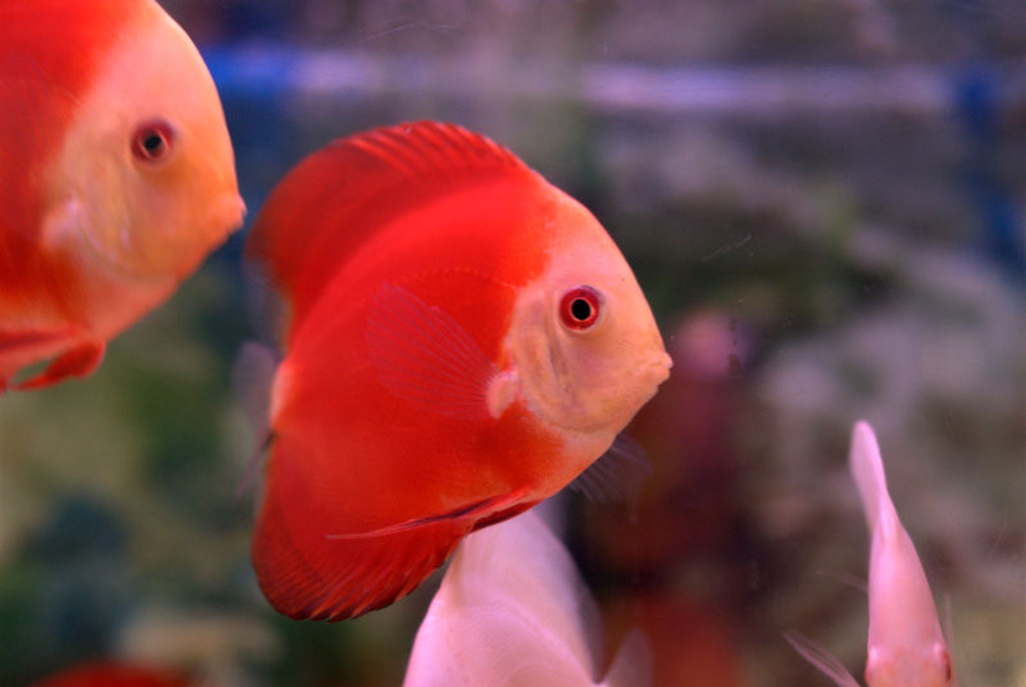 Fuji Apple Discus (Fuji Red Discus)