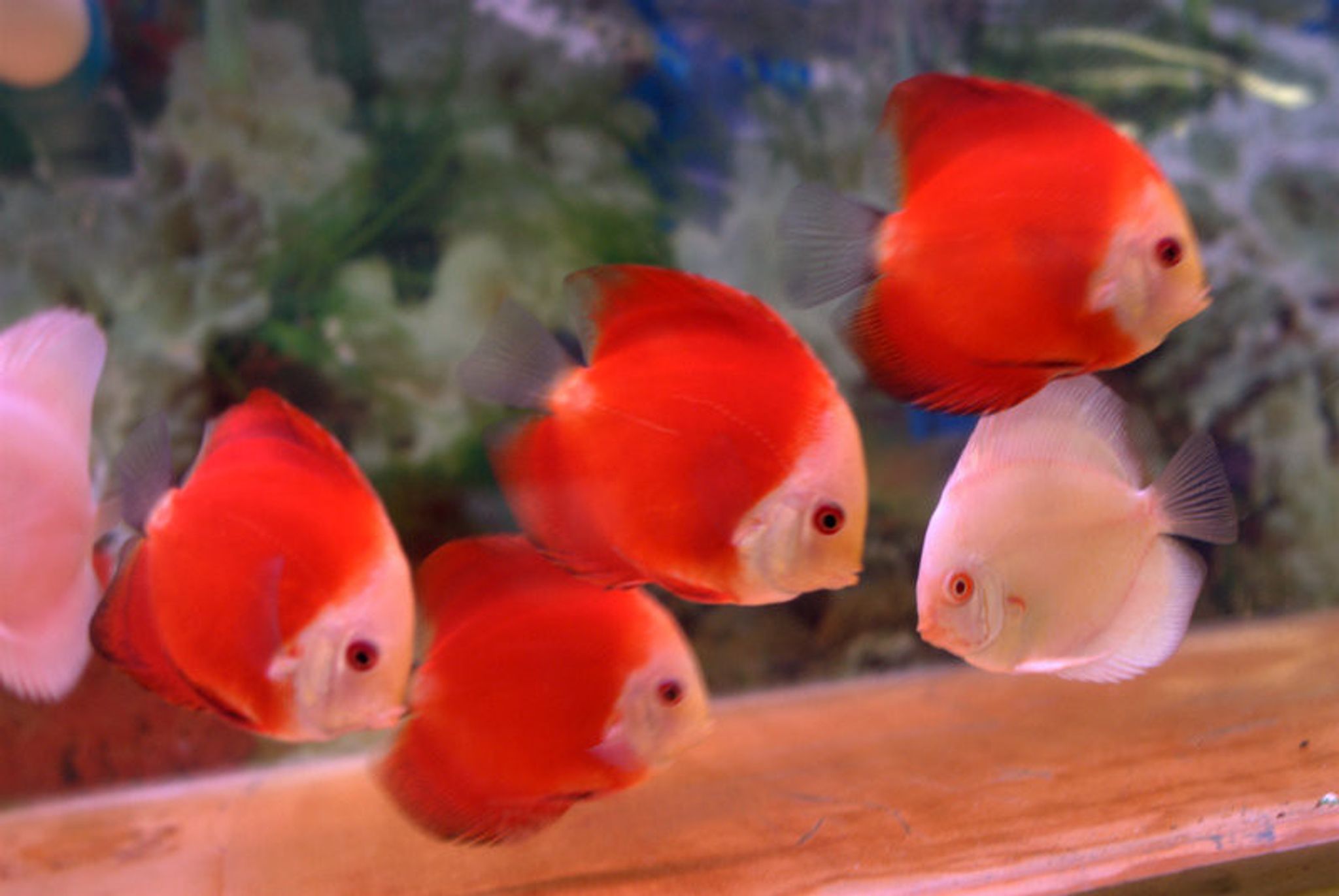 Fuji Apple Discus (Fuji Red Discus)