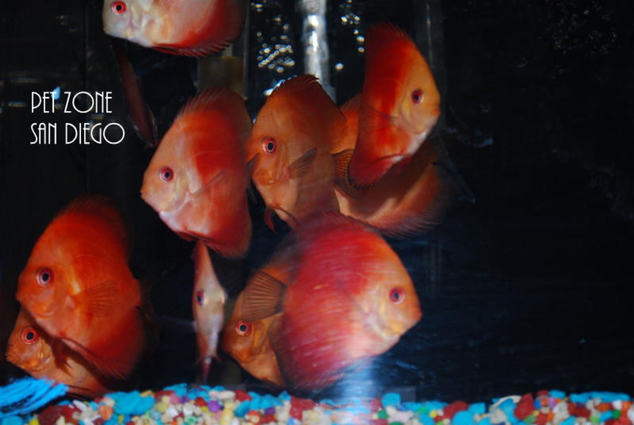Fuji Apple Discus (Fuji Red Discus)