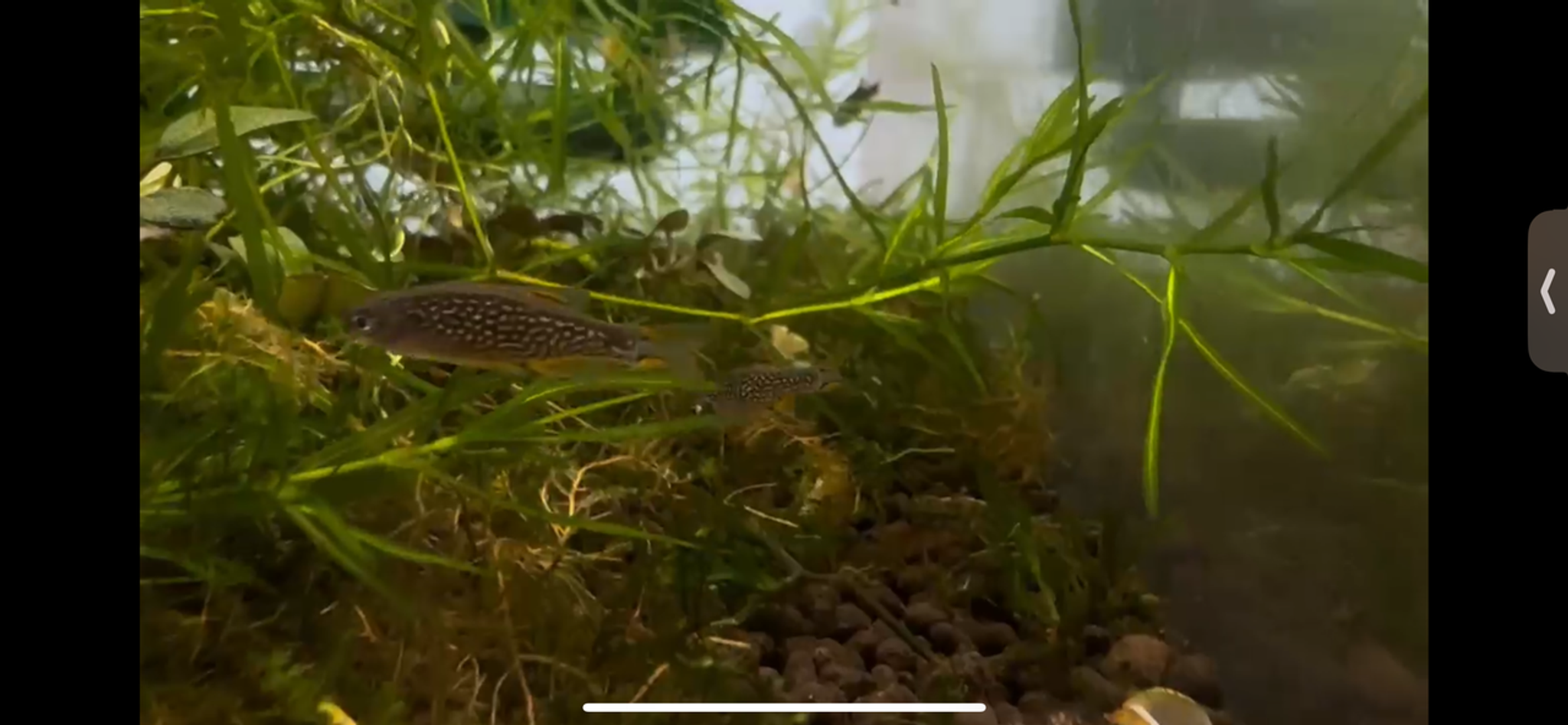 Galaxy Rasbora (Celestial Pearl Danio) LARGE