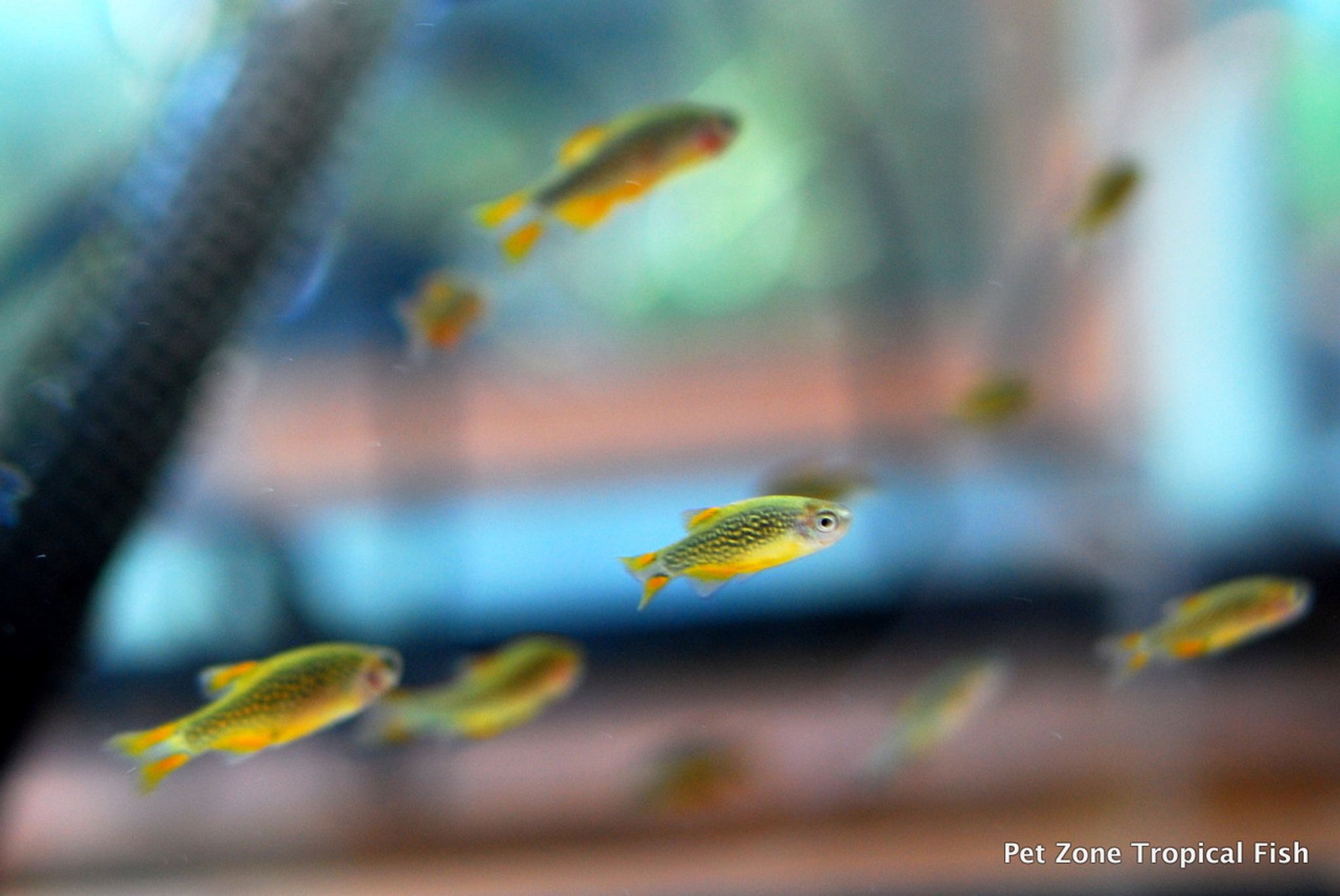 Galaxy Rasbora (Celestial Pearl Danio)