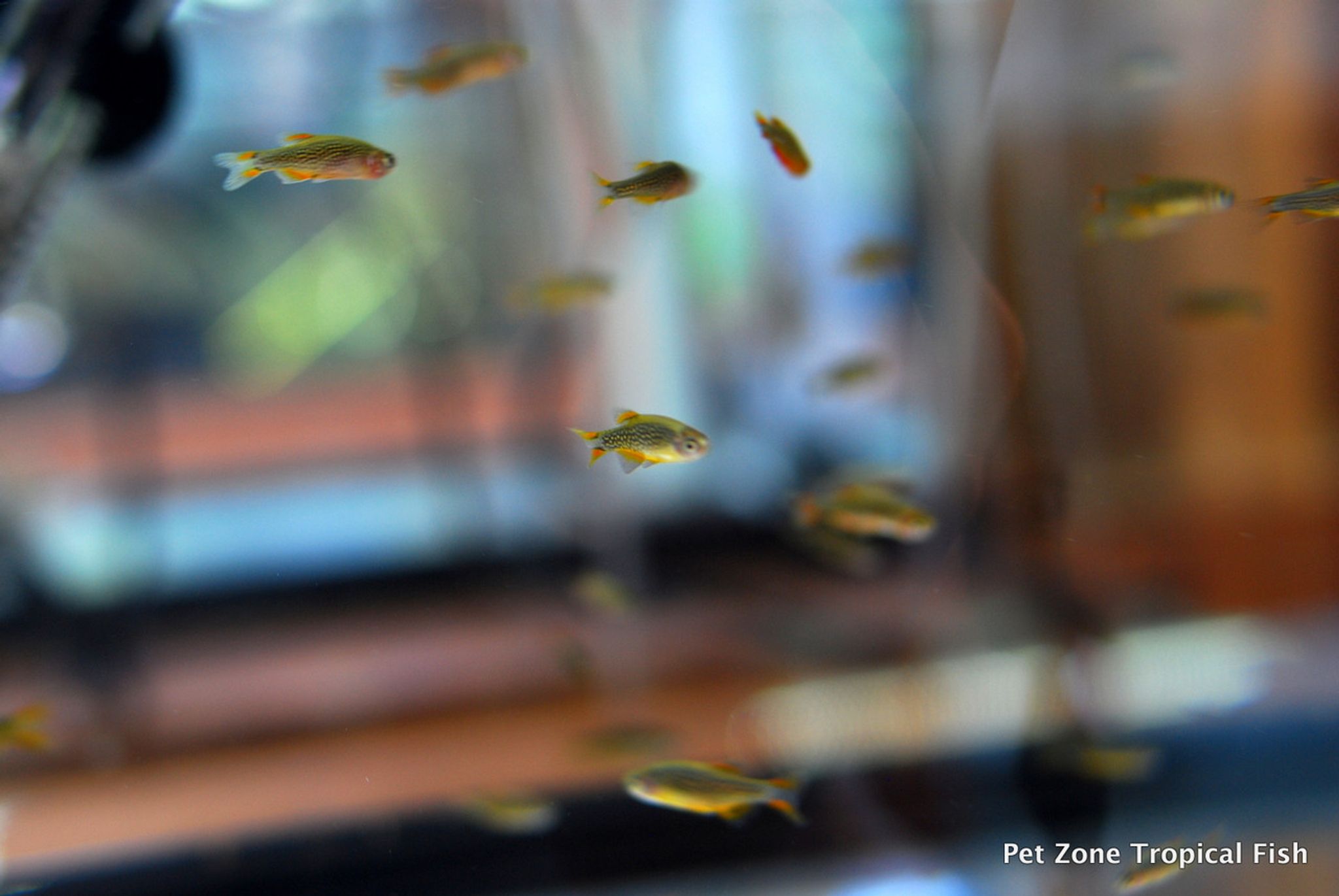 Galaxy Rasbora (Celestial Pearl Danio)