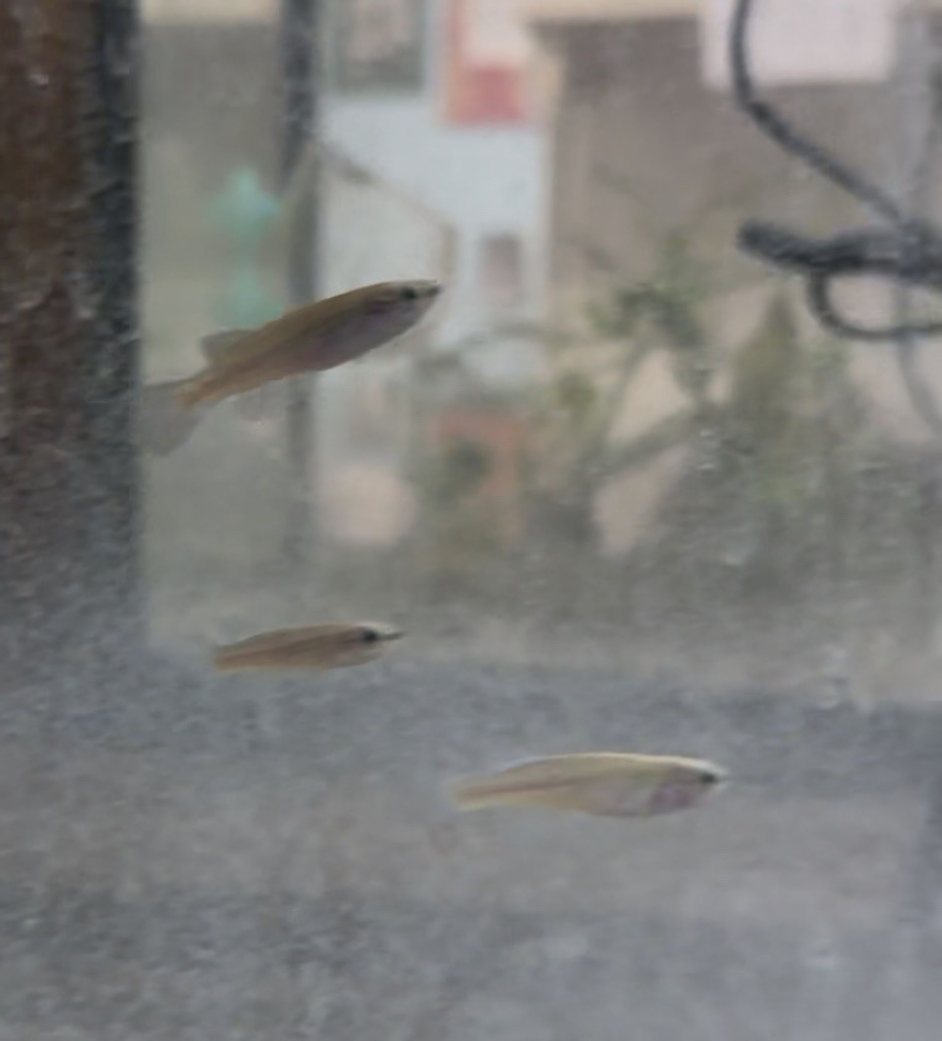 Gardneri Killifish