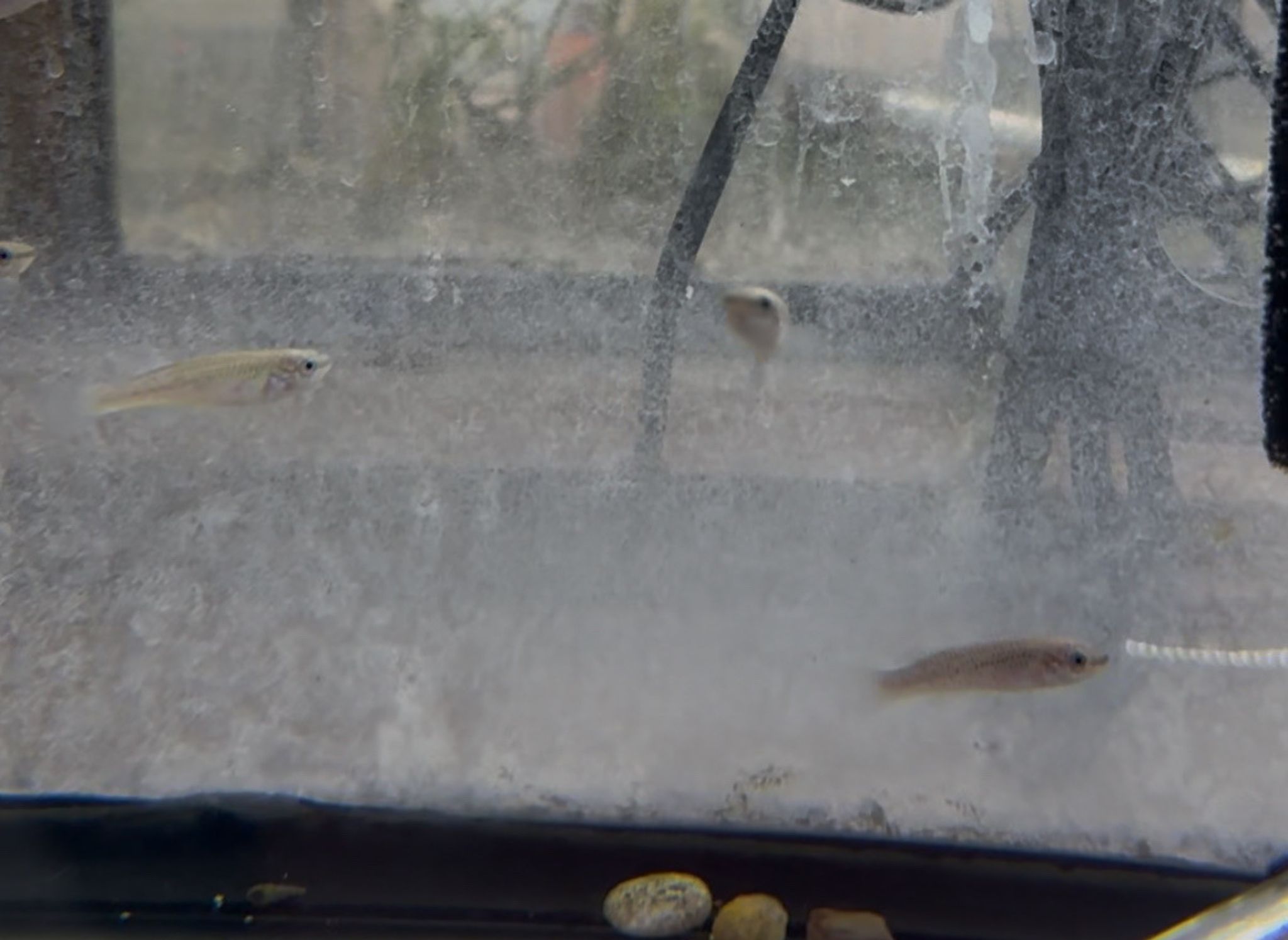 Gardneri Killifish