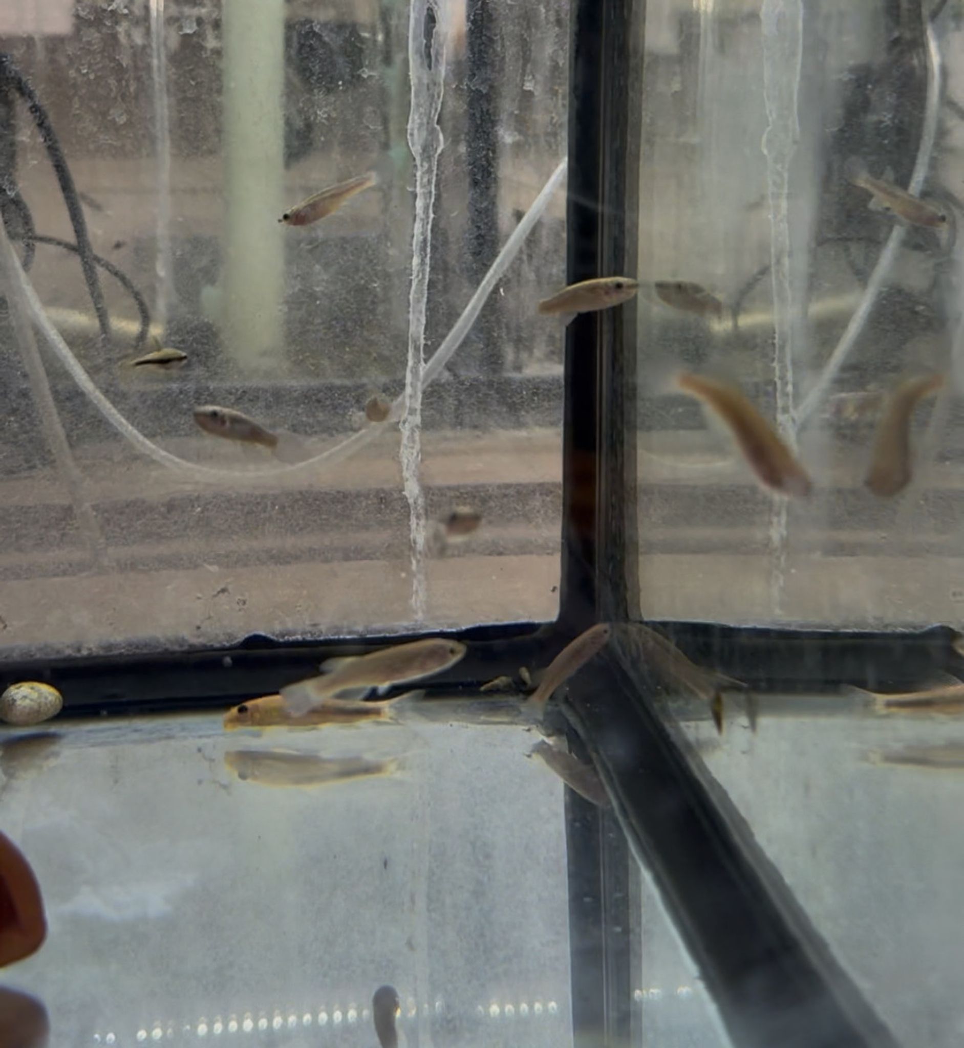 Gardneri Killifish