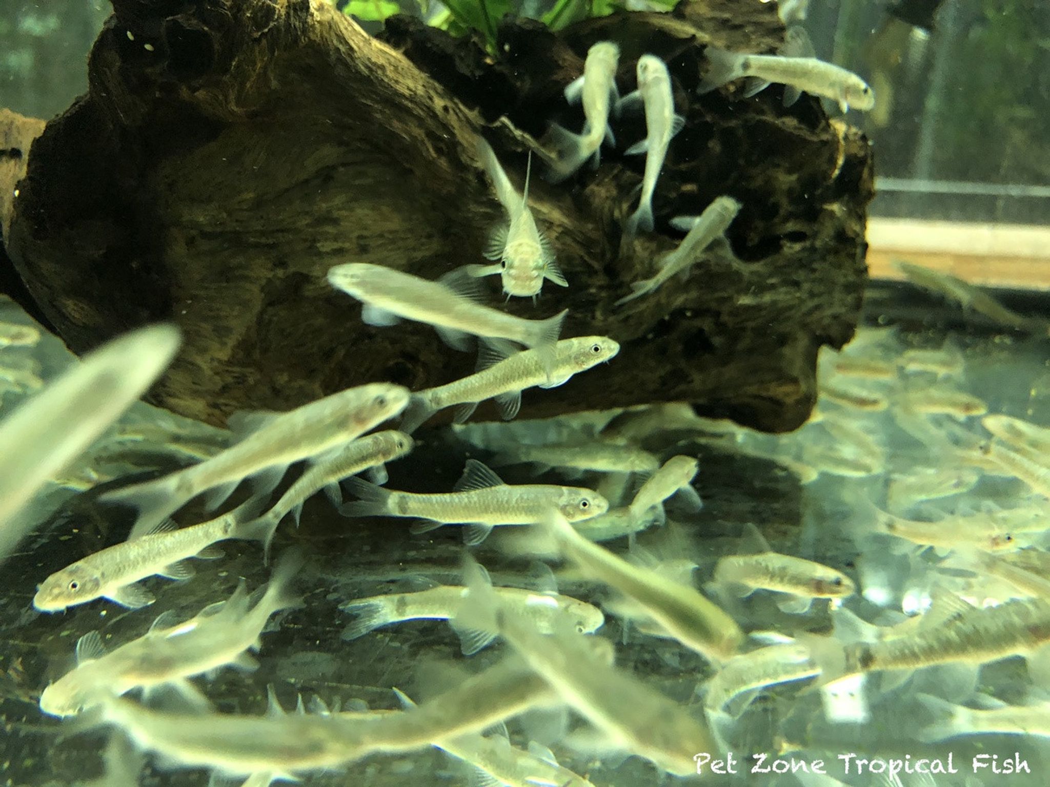 Garra Rufa - Doctor Fish