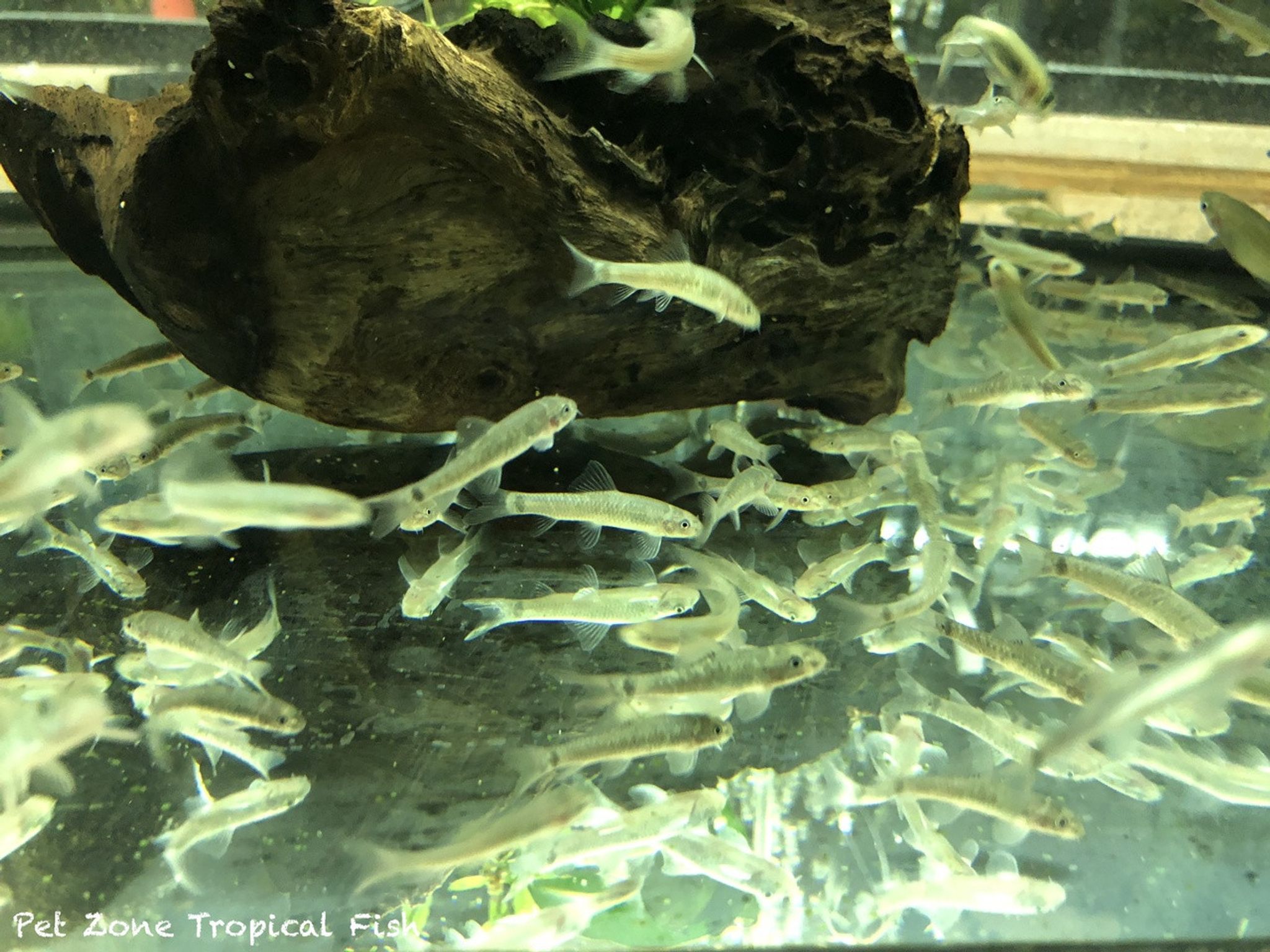 Garra Rufa - Doctor Fish