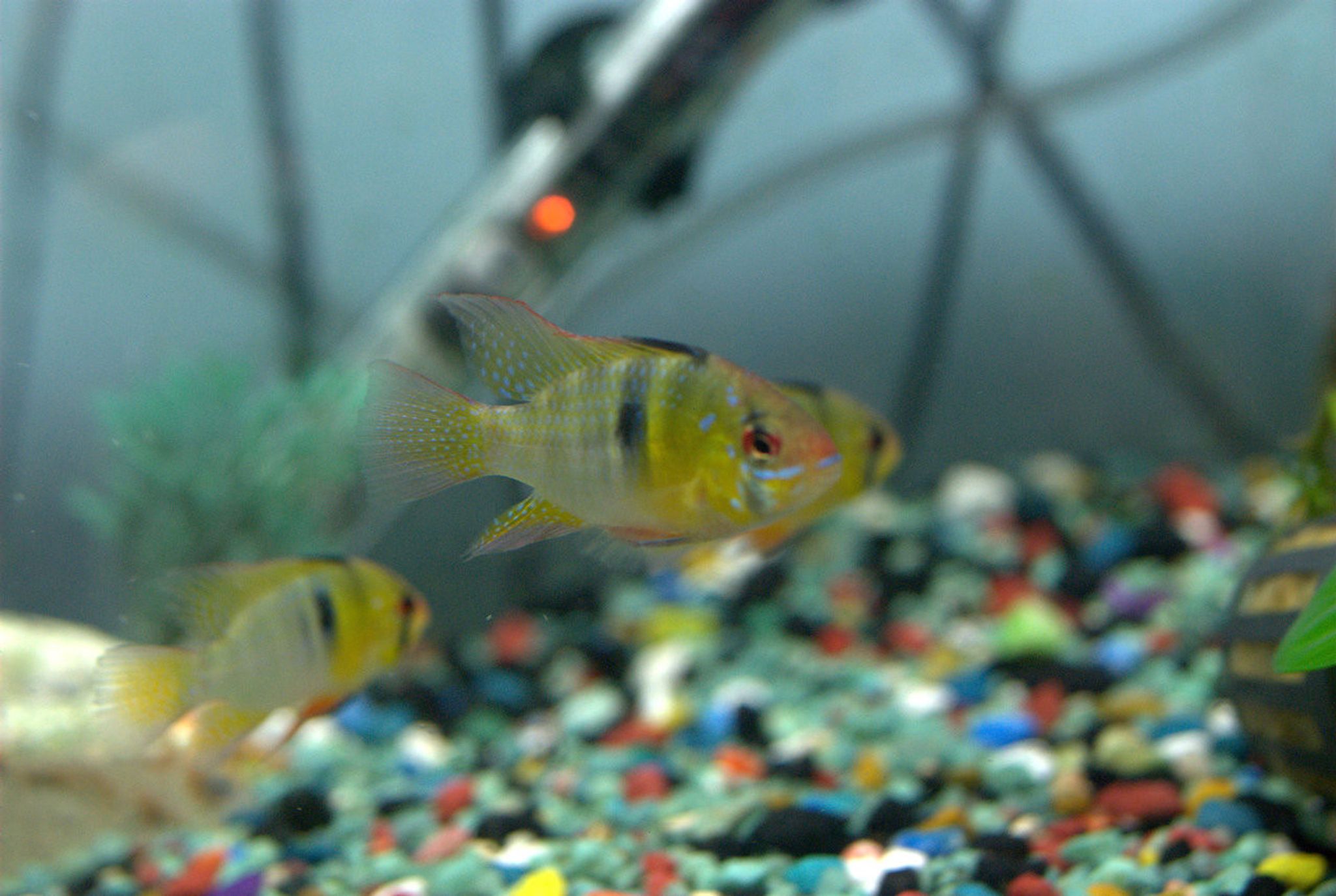 German Blue Ram