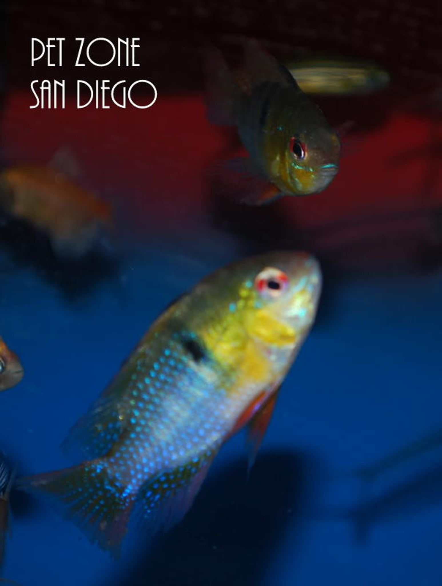 German Blue Ram
