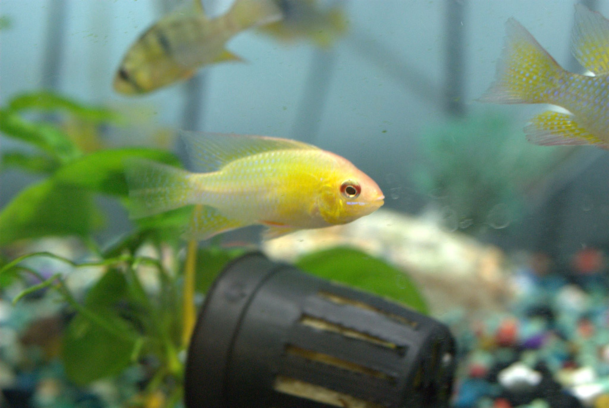 German Gold Ram