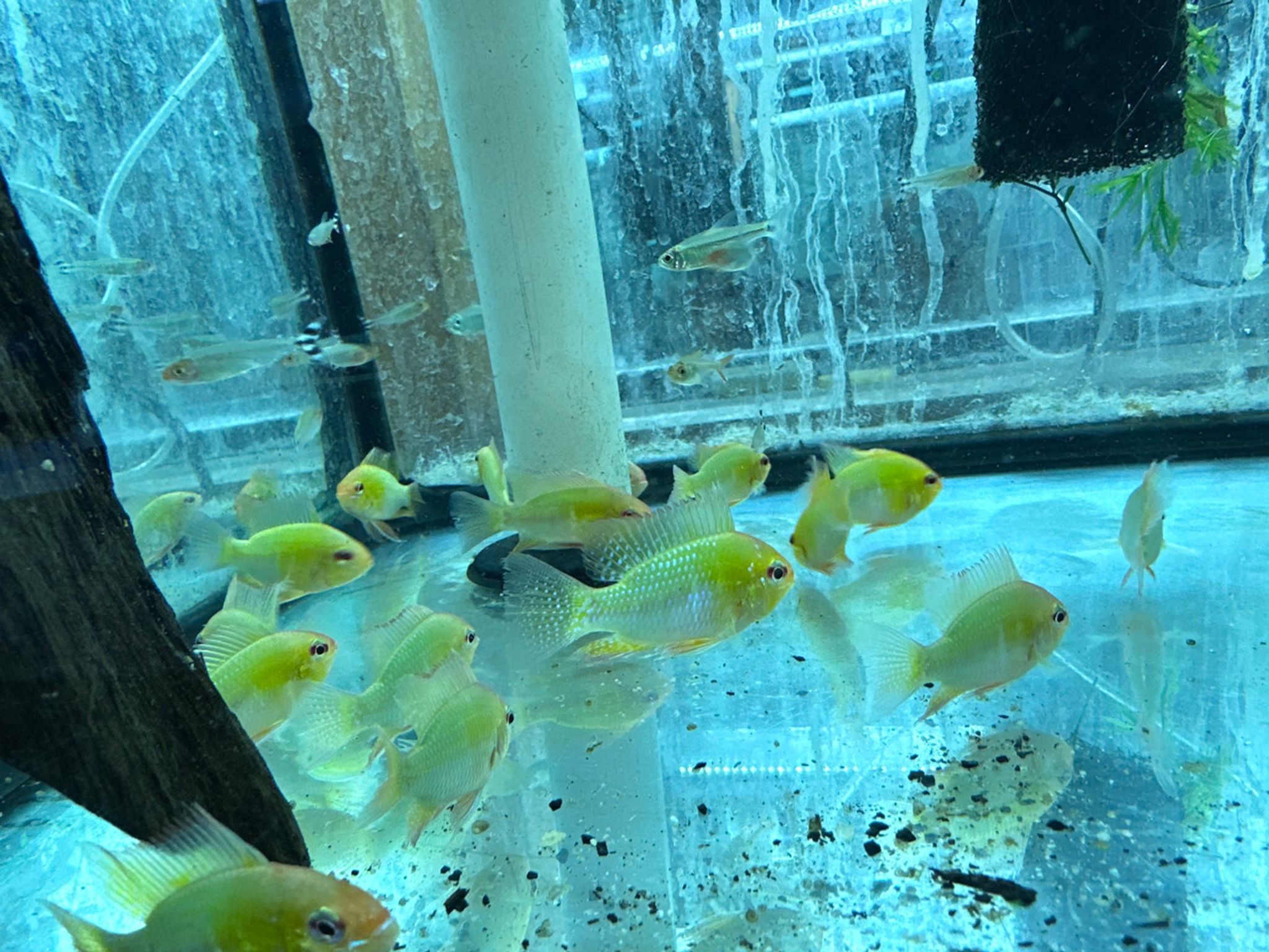 German Gold Ram
