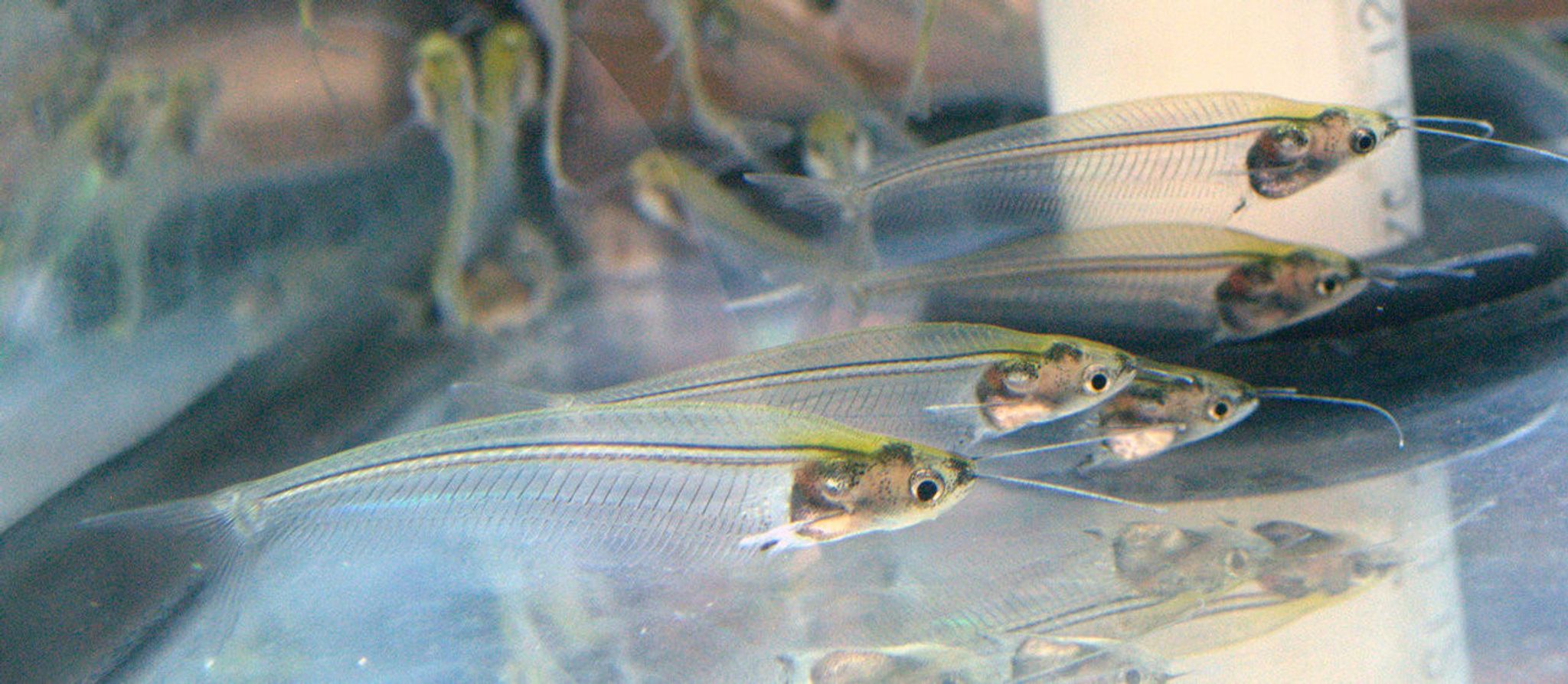 Ghost Glass Cat (Kryptopterus bicirrhis)