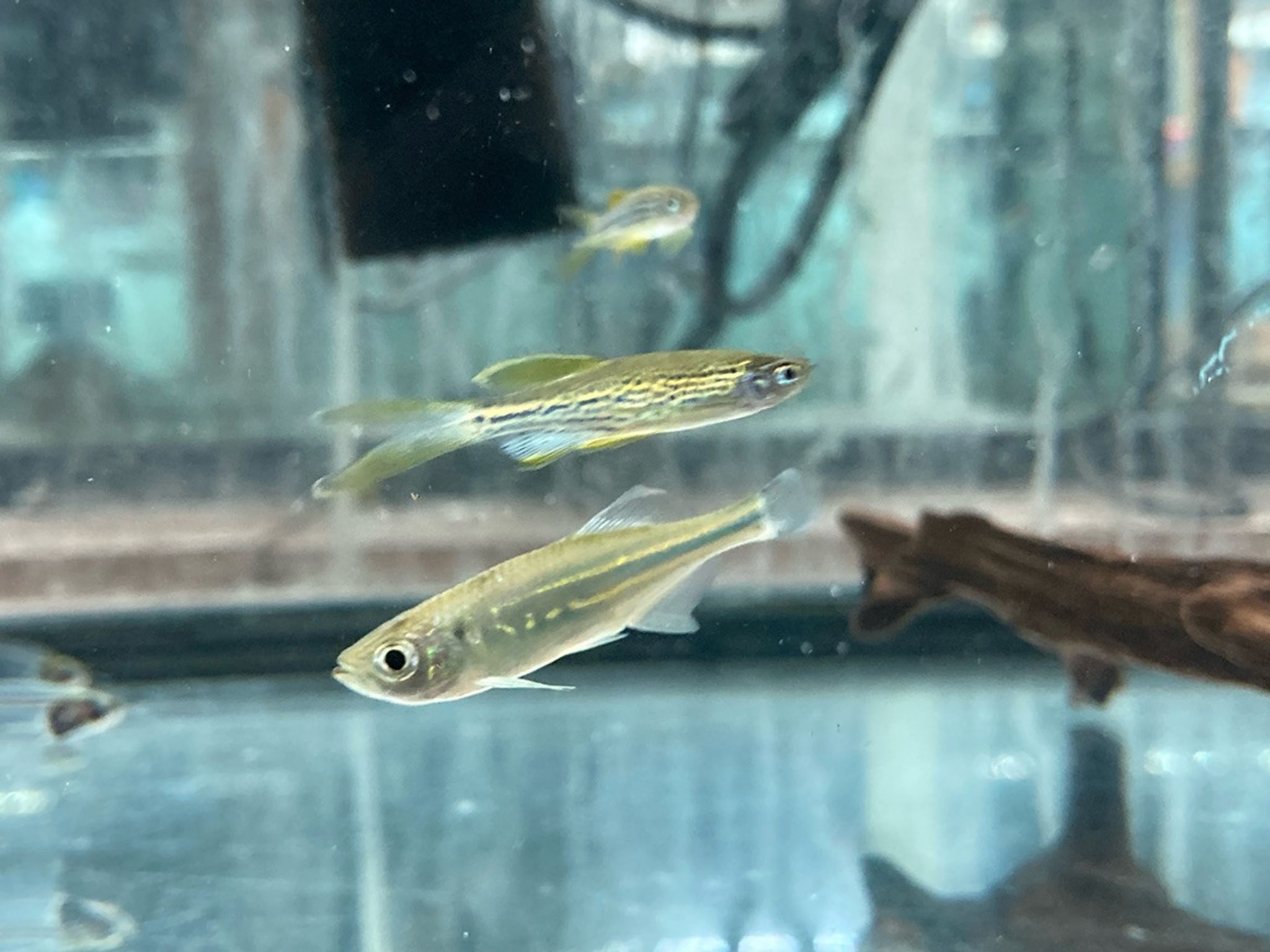 Giant Danio