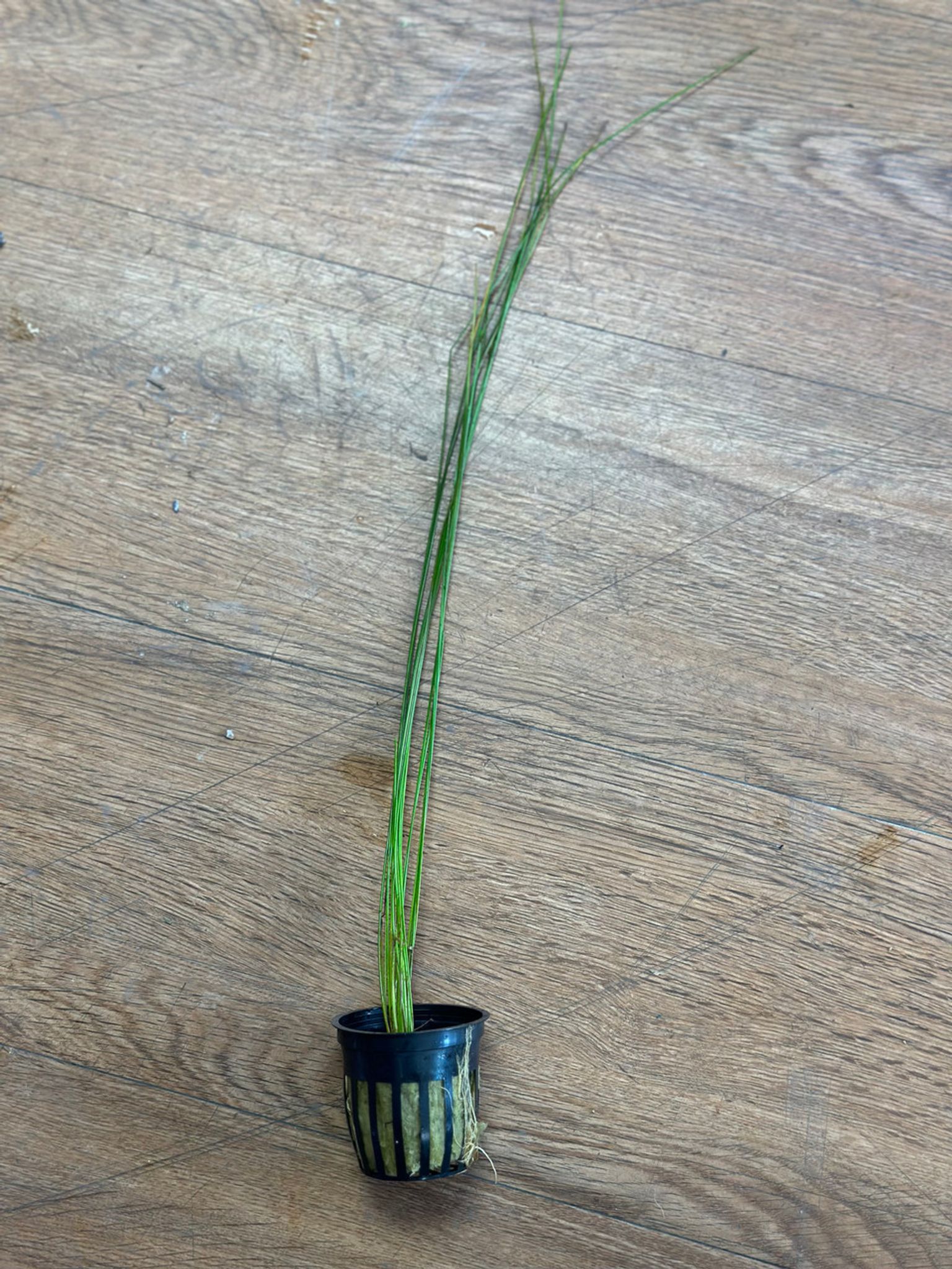 Giant Hair Grass
