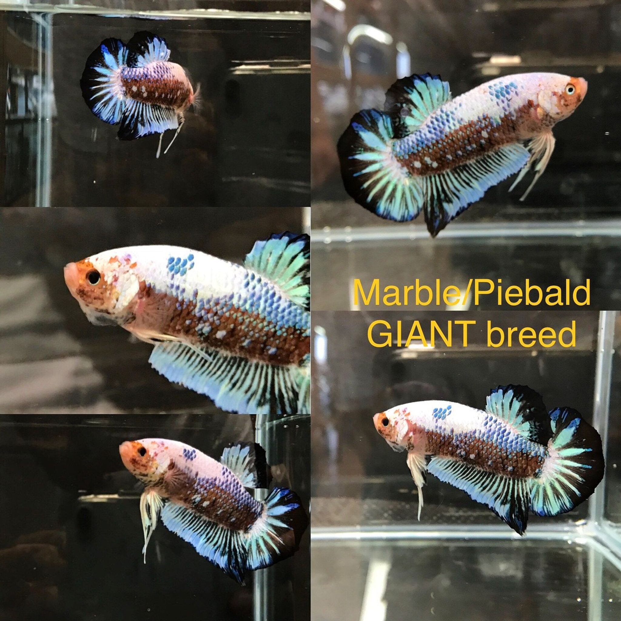 Giant Plakat Betta, Asst.