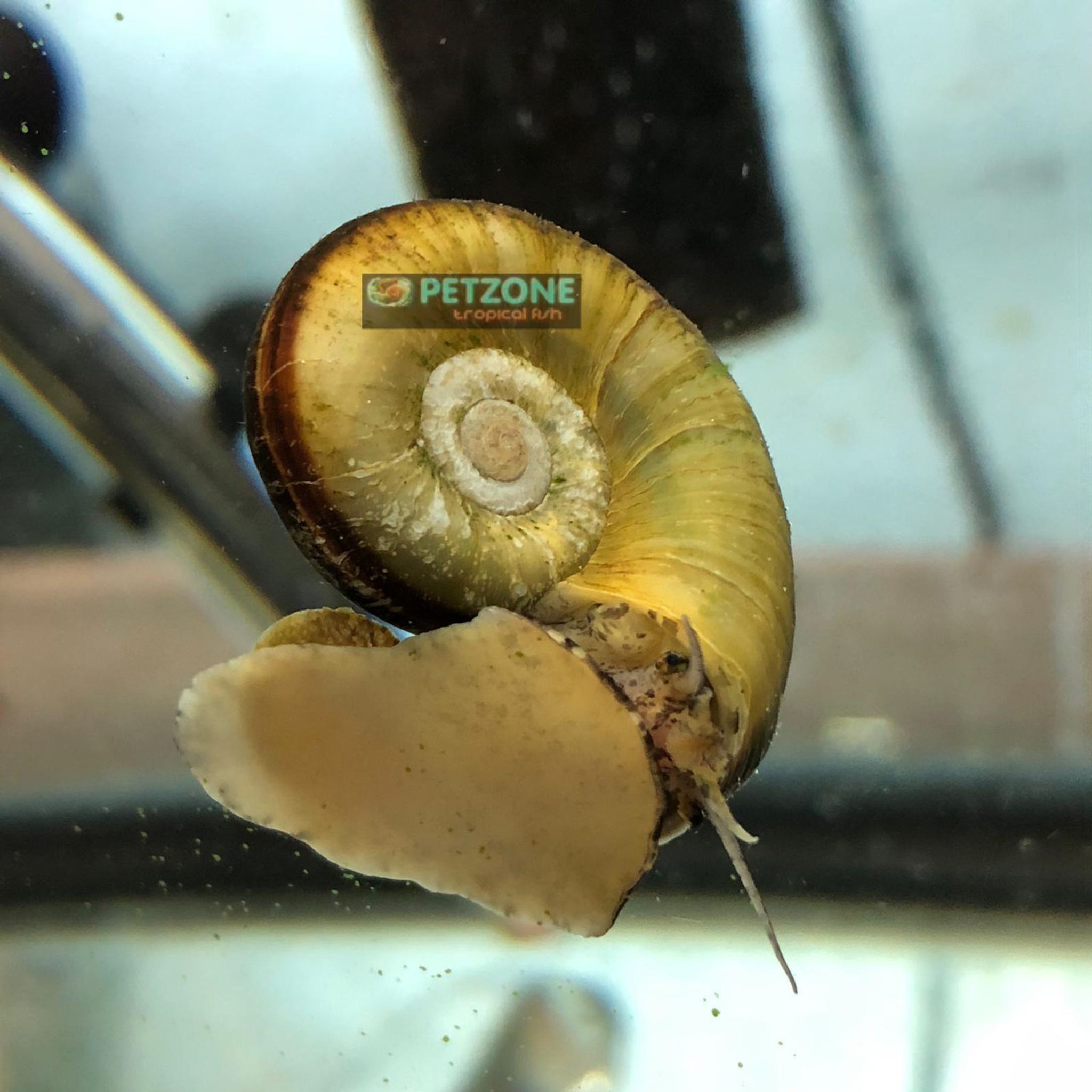 Giant Ramshorn Snail