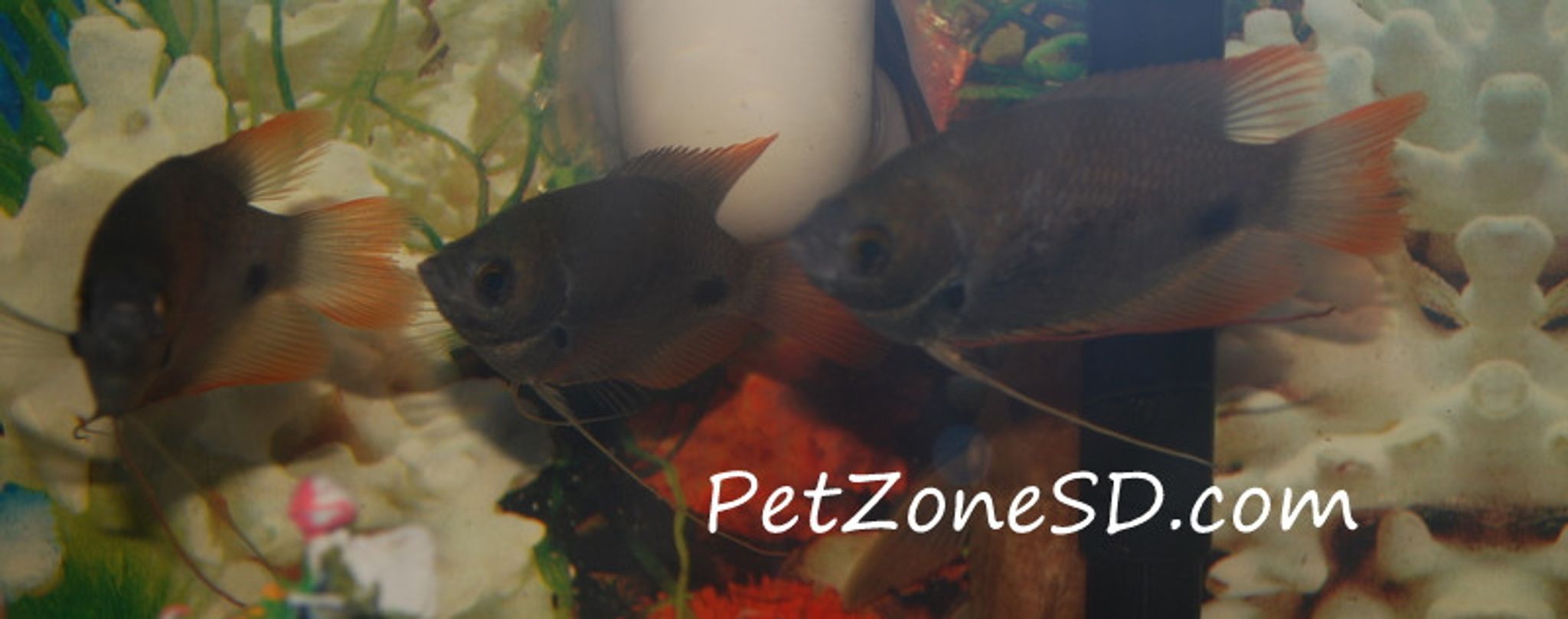 Giant Red Tail Gourami