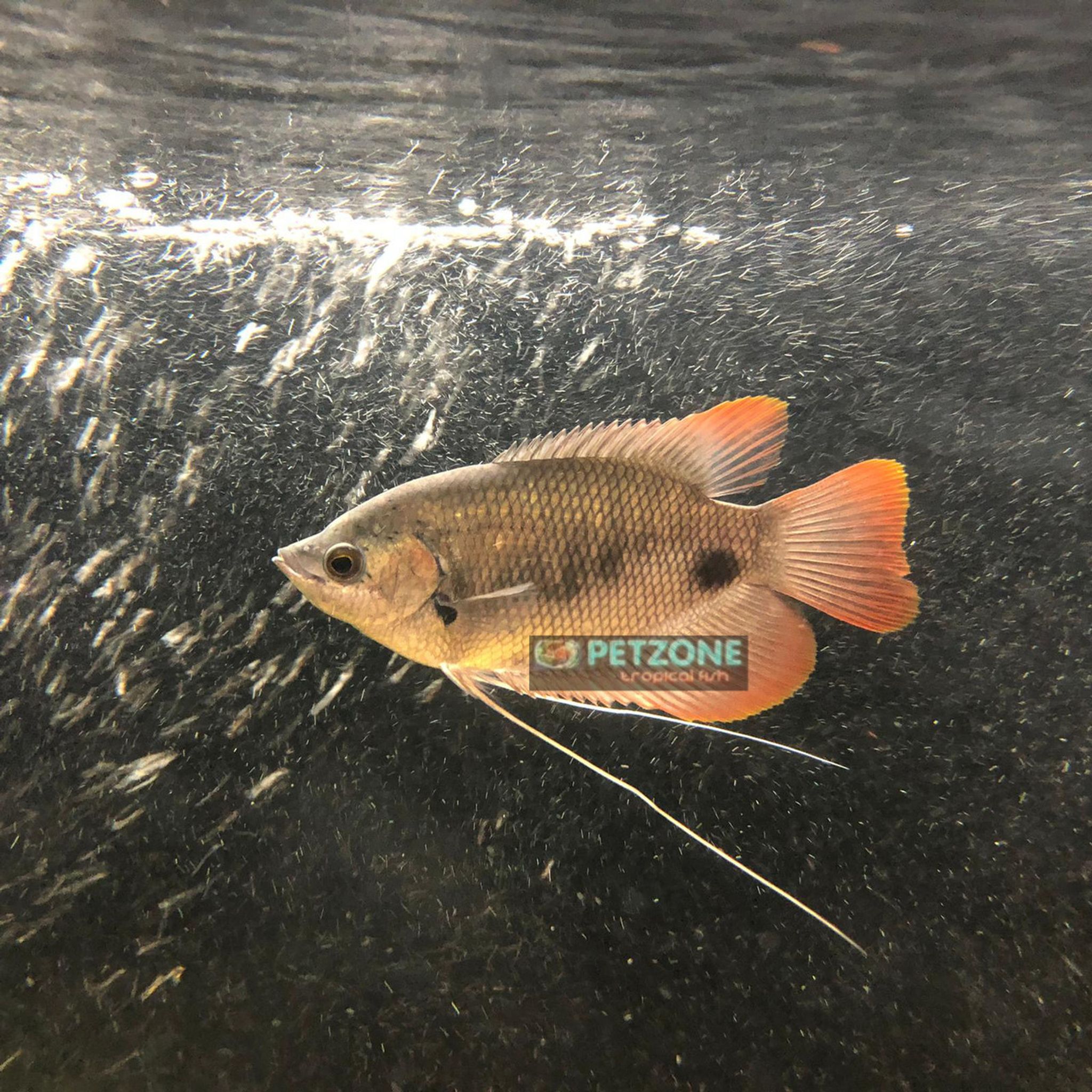 Giant Red Tail Gourami