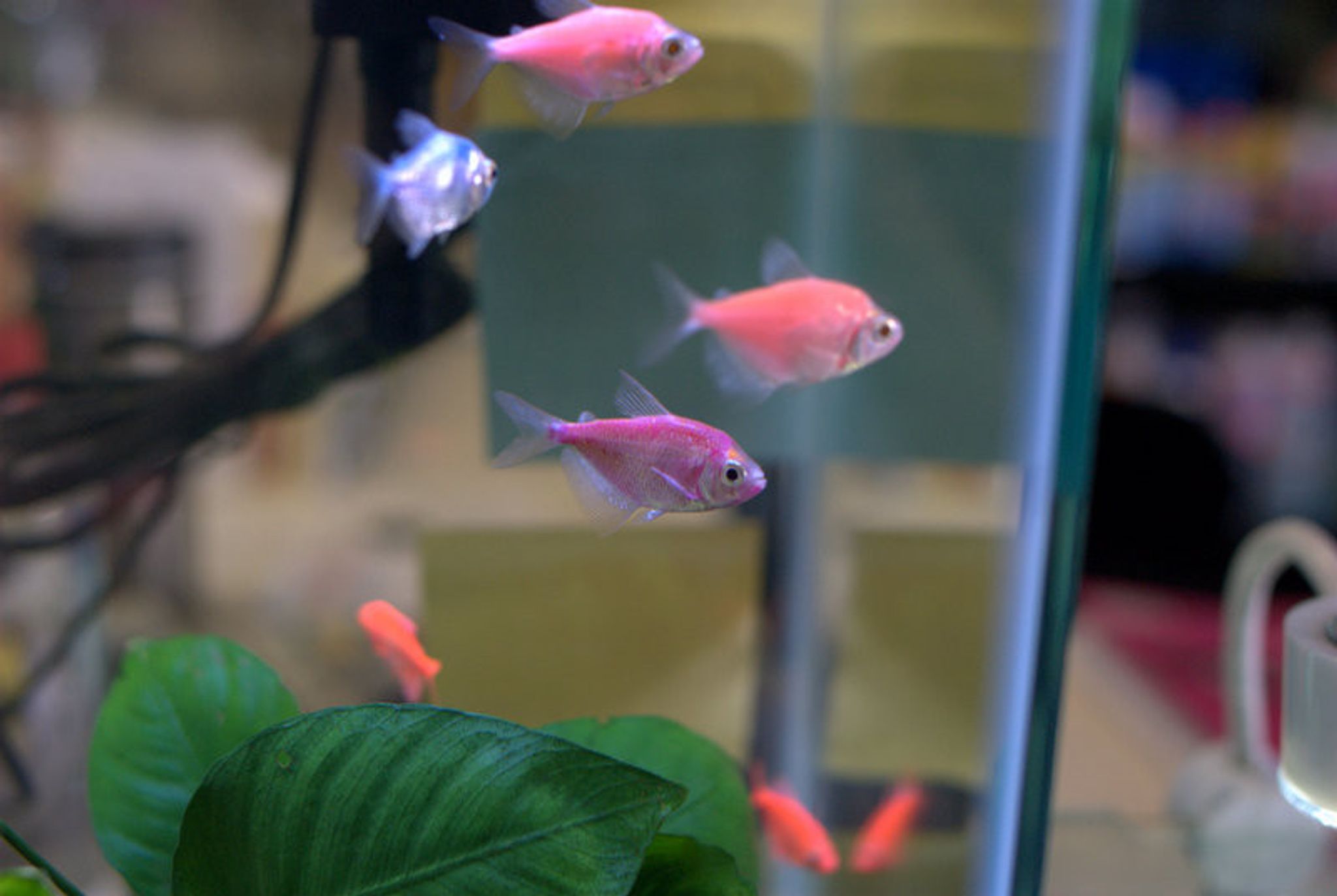 GloFish Tetra