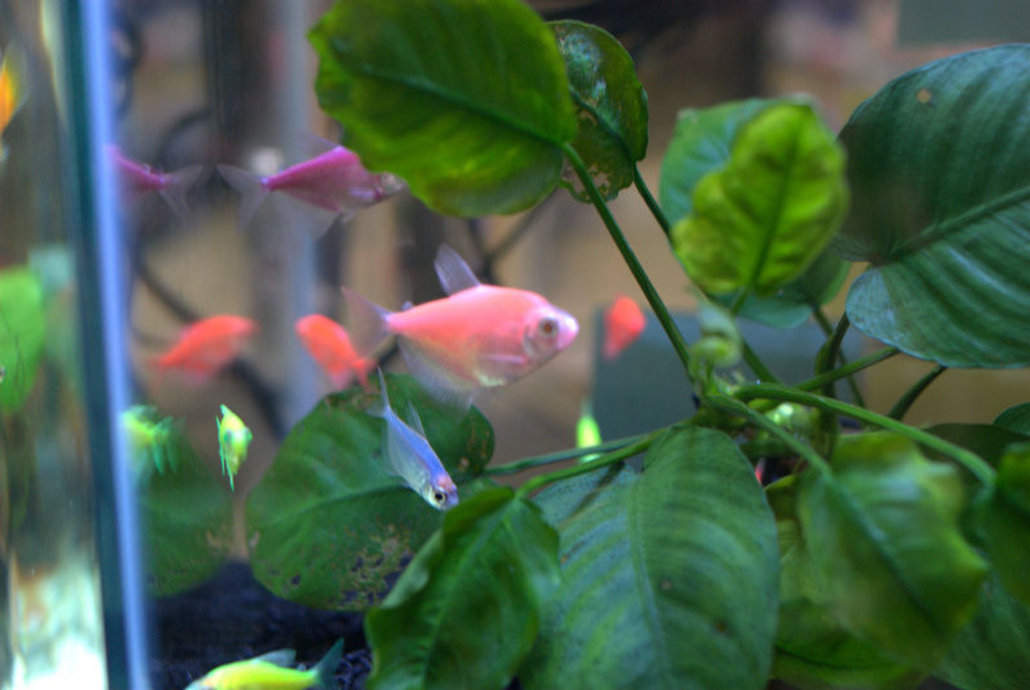GloFish Tetra