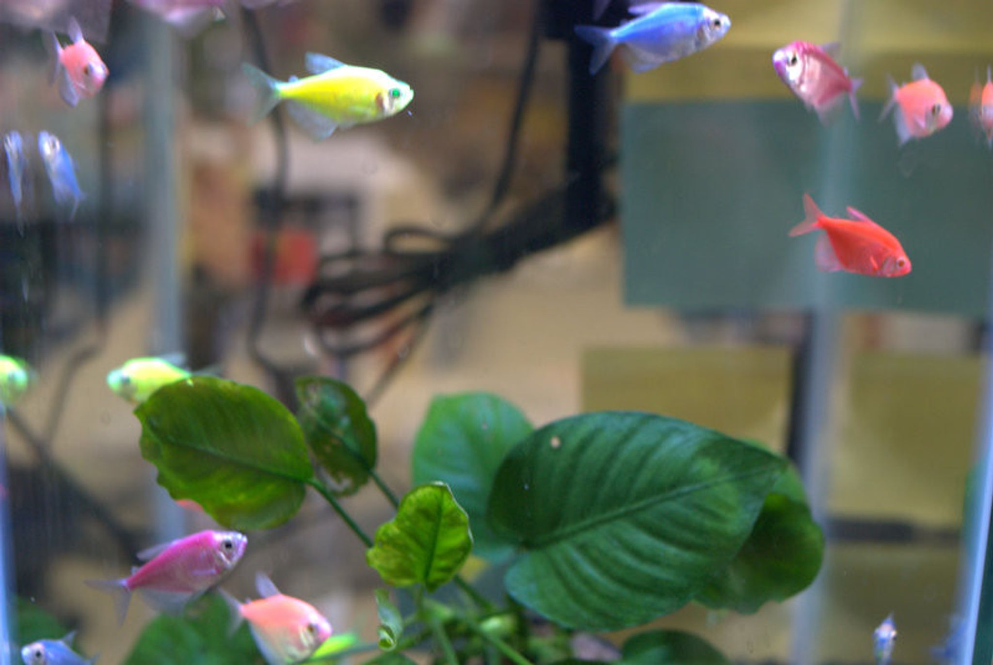 GloFish Tetra