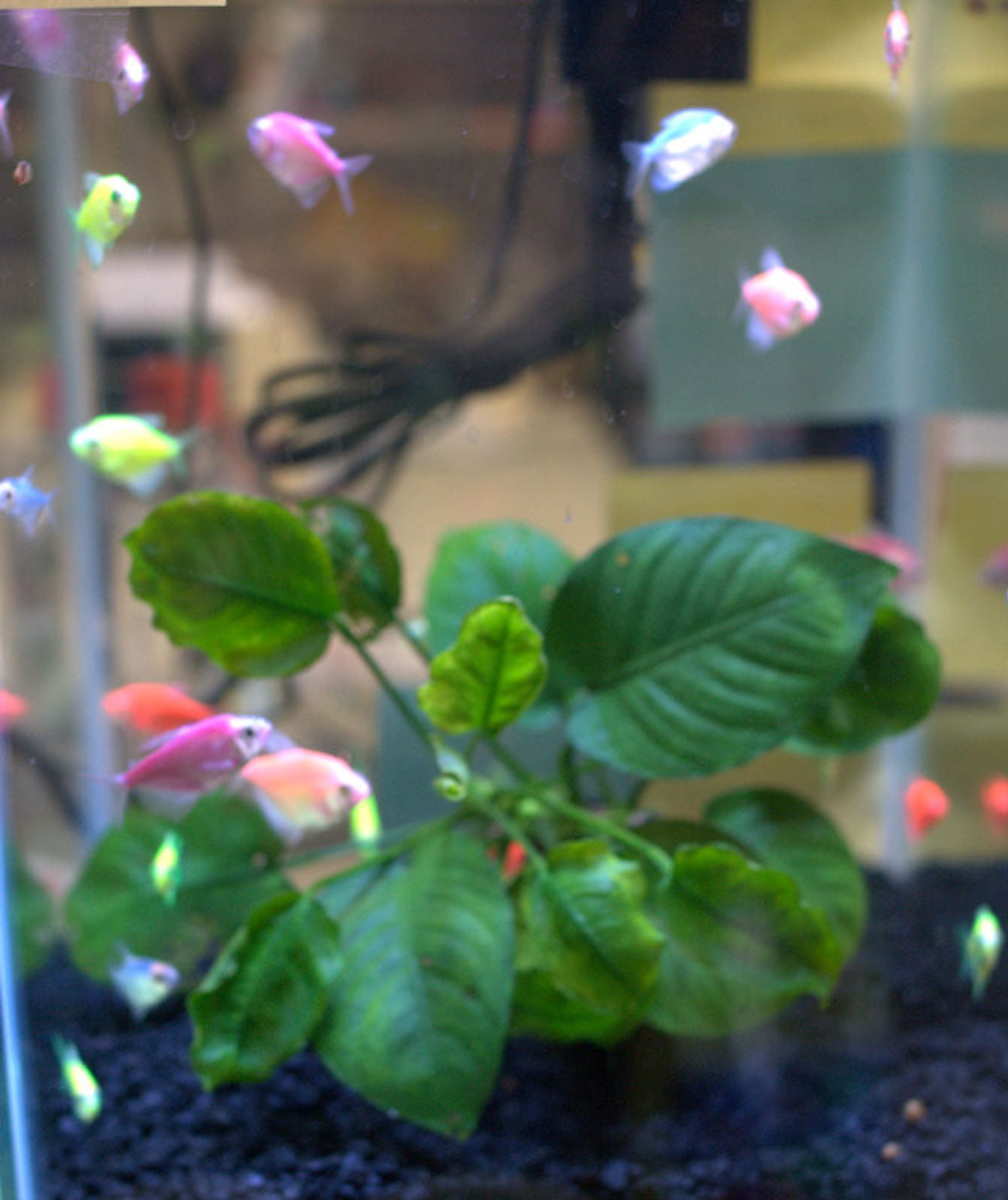 GloFish Tetra