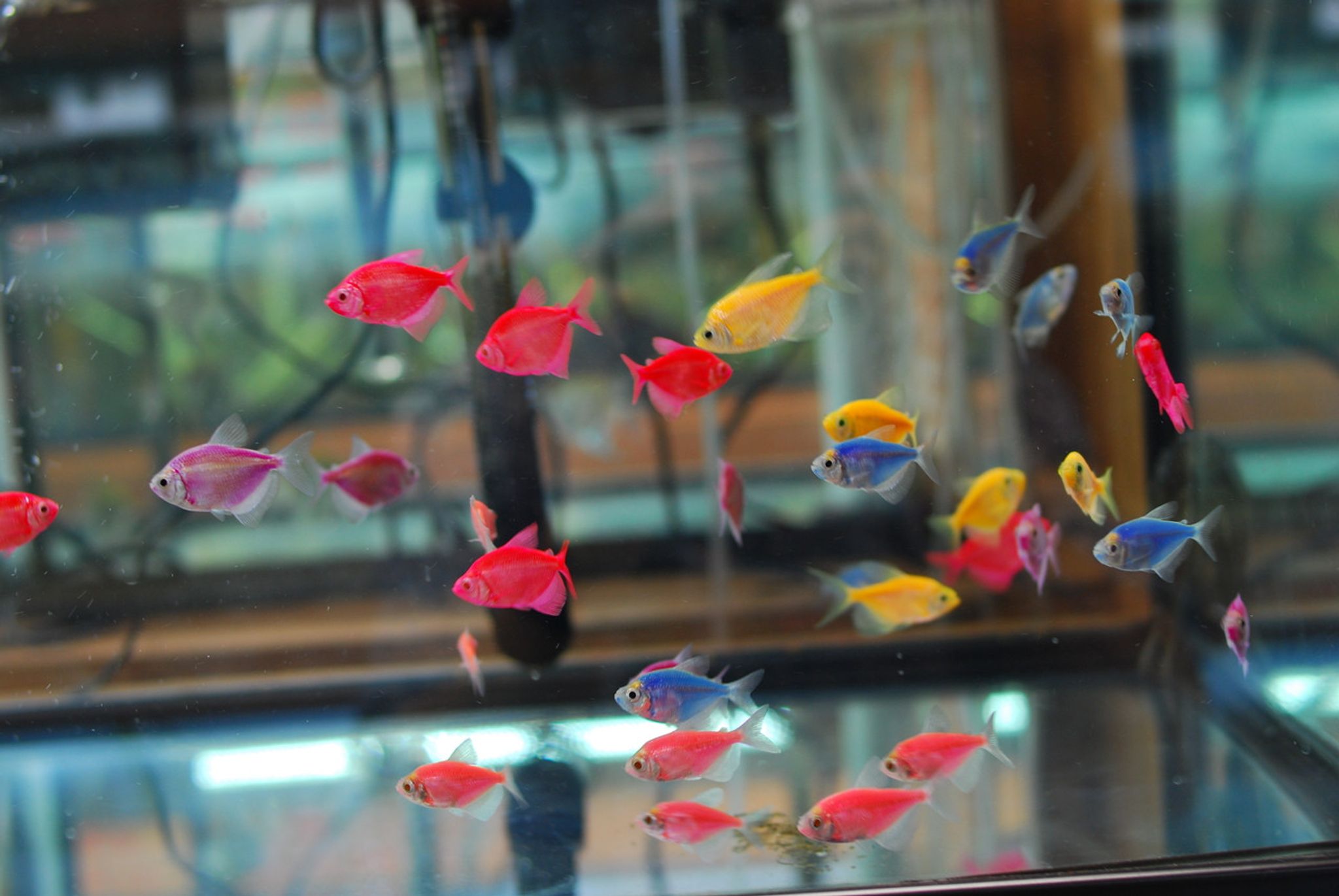 GloFish Tetra