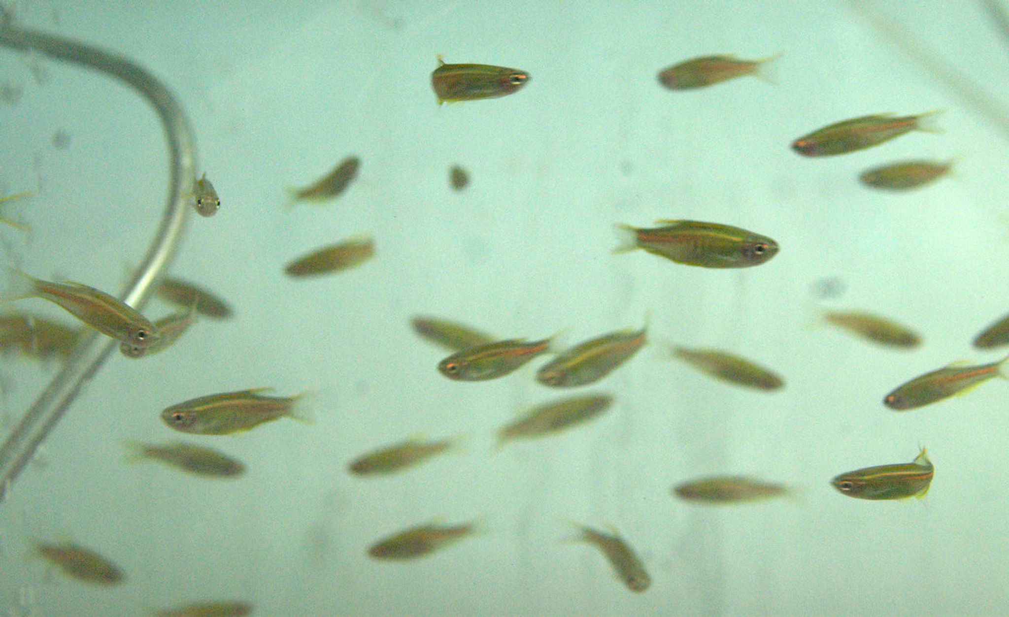 Glolite Danio