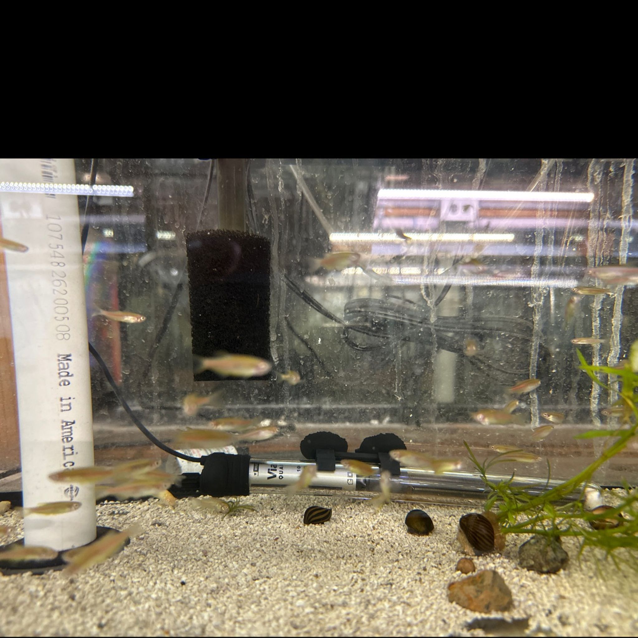 Glolite Danio