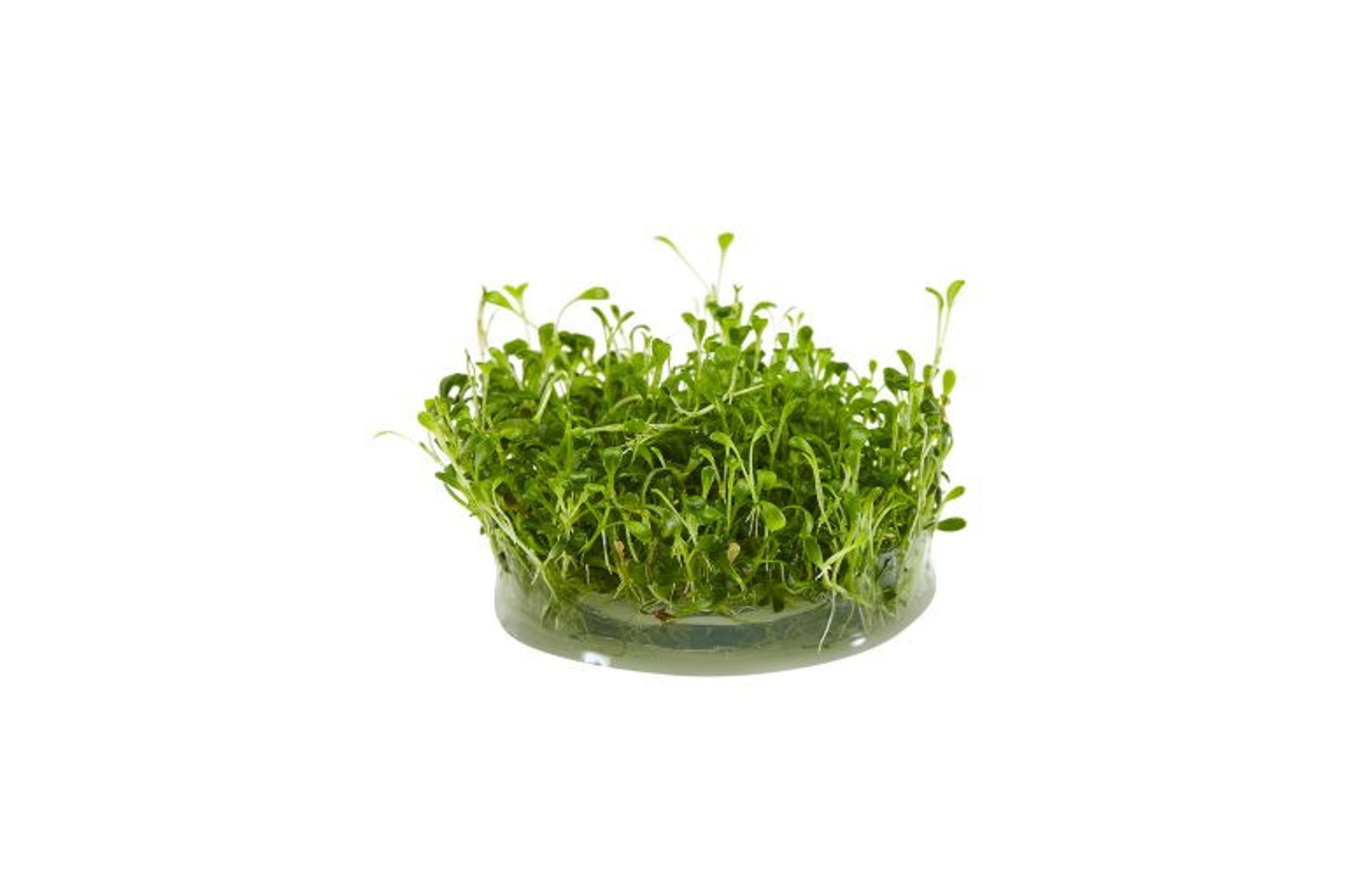 Glossostigma Elatinoides Aquatic Farmer Tissue Culture