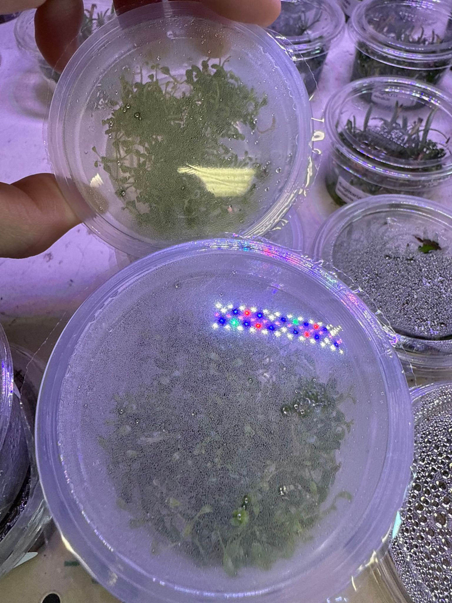 Glossostigma Elatinoides Tissue Culture