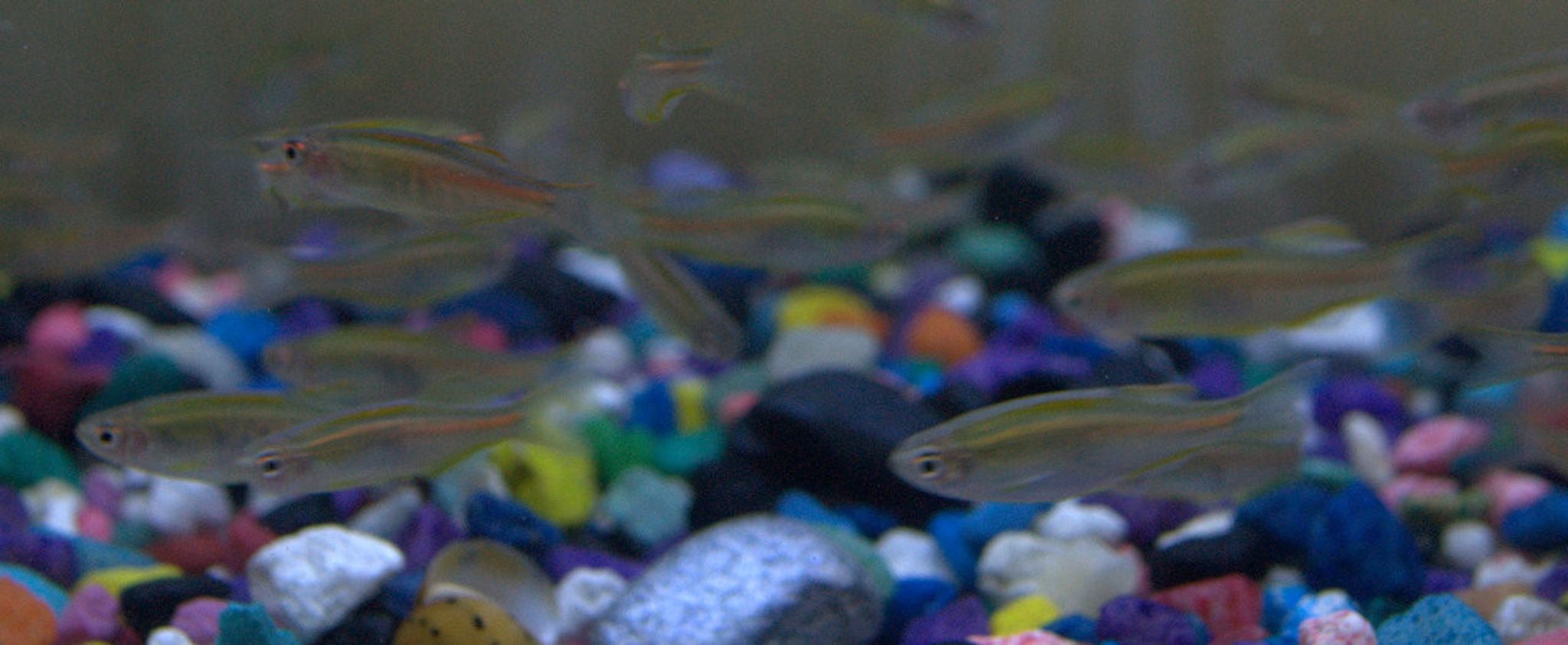 Glowlight Danio